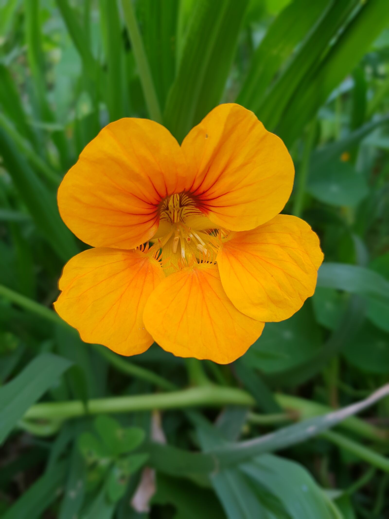 Samsung Galaxy S9 sample photo. Nasturtium, flower, macro photography