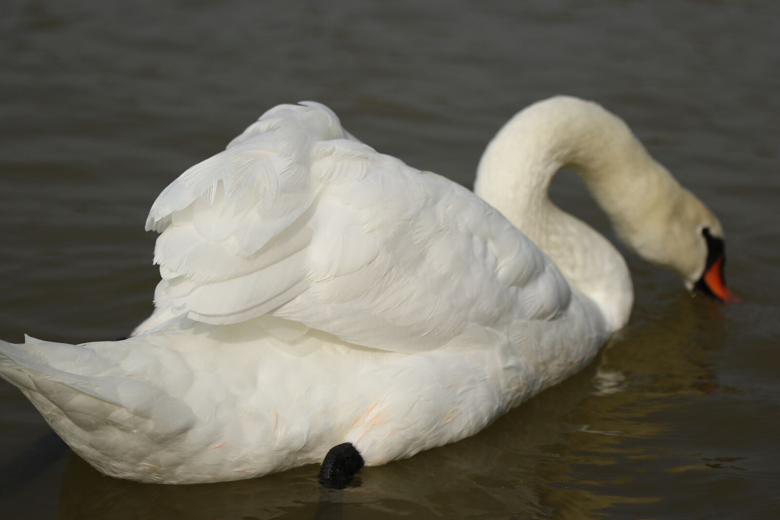 Canon EOS 7D Mark II sample photo. Swan, feathers, white photography