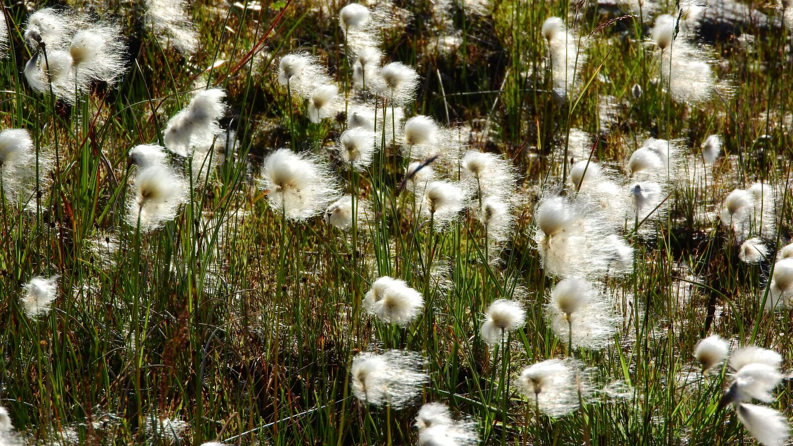 Nikon Coolpix P610 sample photo. Eriophorum, cyperaceae, swamp photography