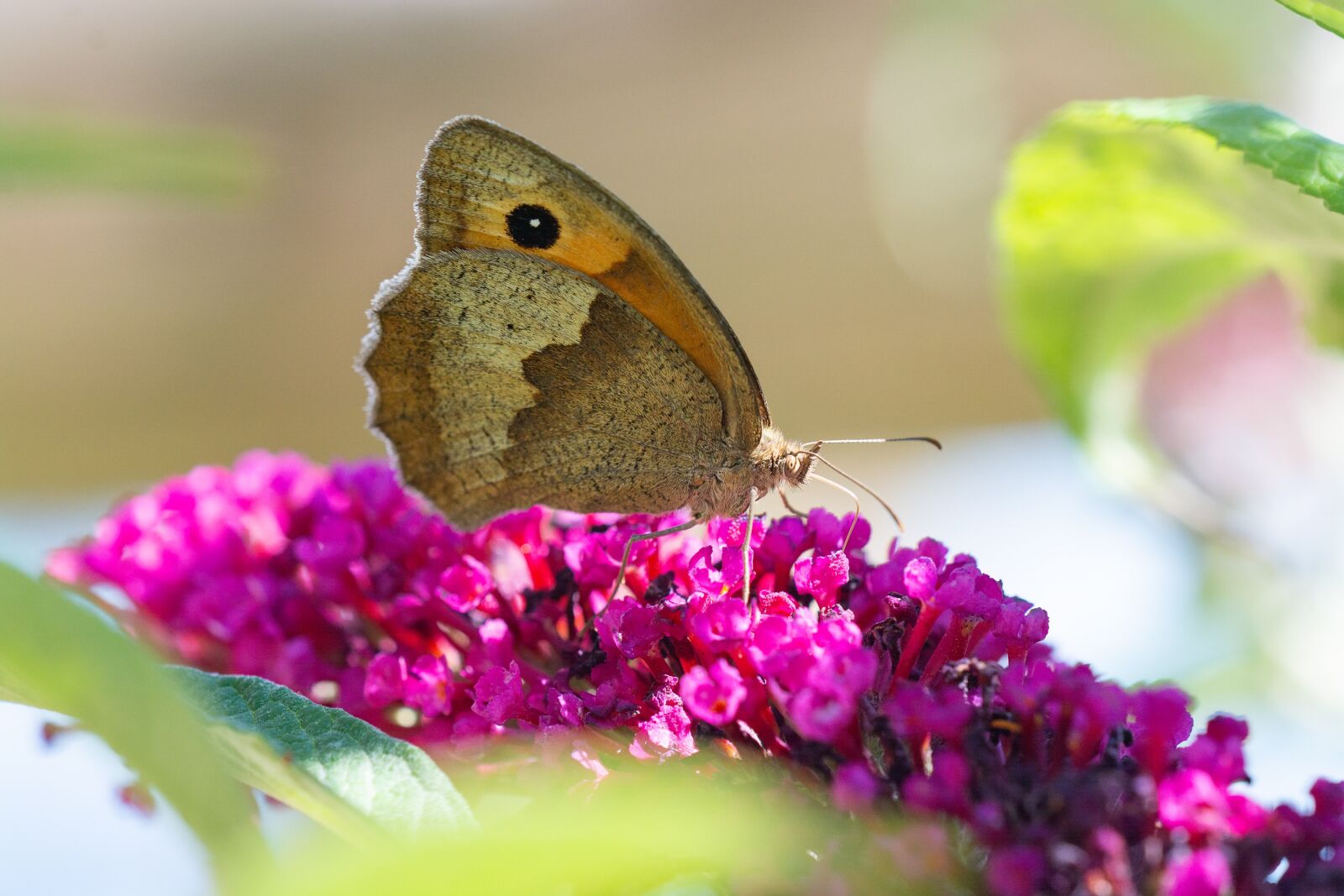 Nikon D7100 sample photo. Butterfly, lycaon, blossom photography