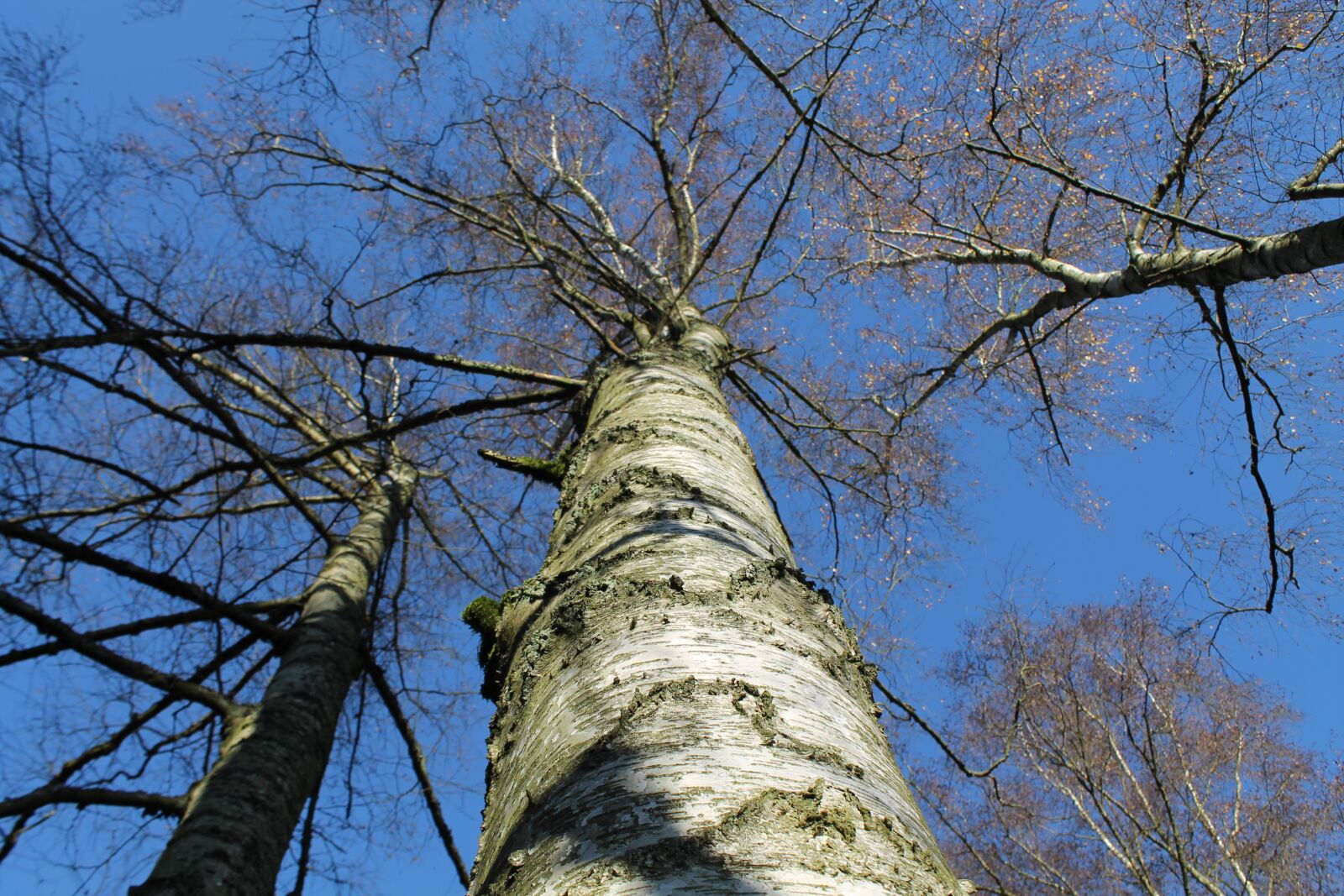 Canon EOS 1100D (EOS Rebel T3 / EOS Kiss X50) sample photo. Birch, tree, nature photography