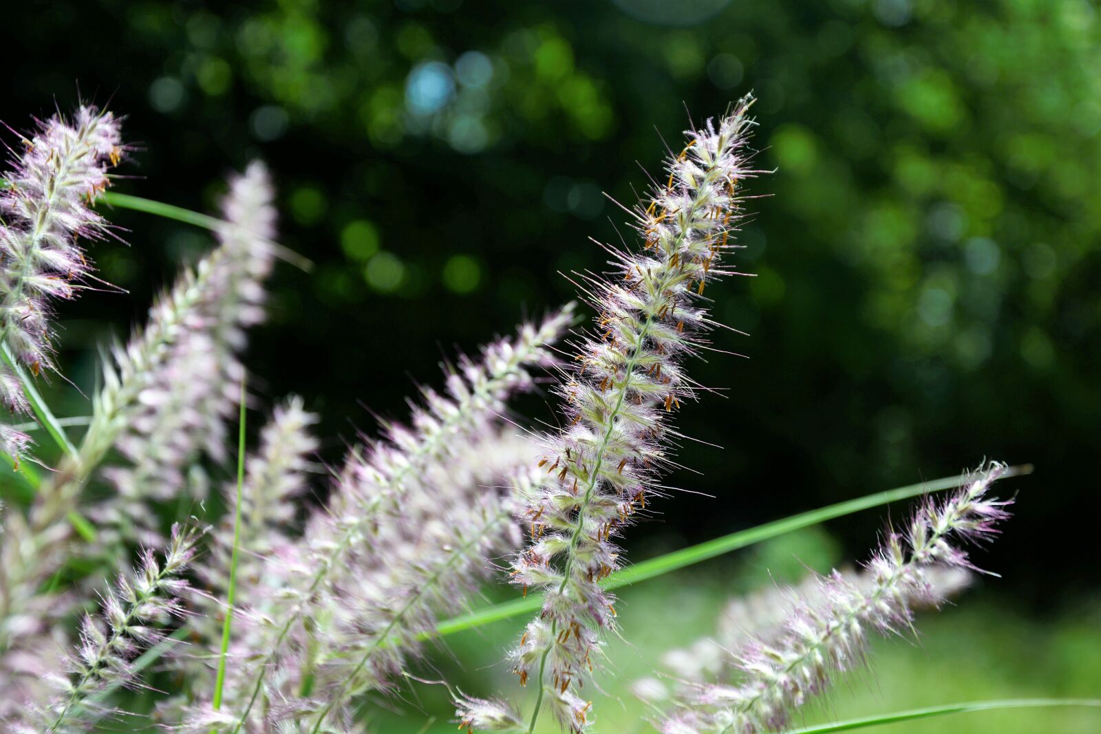 Nikon D7100 sample photo. Grass, ornamental, tall photography