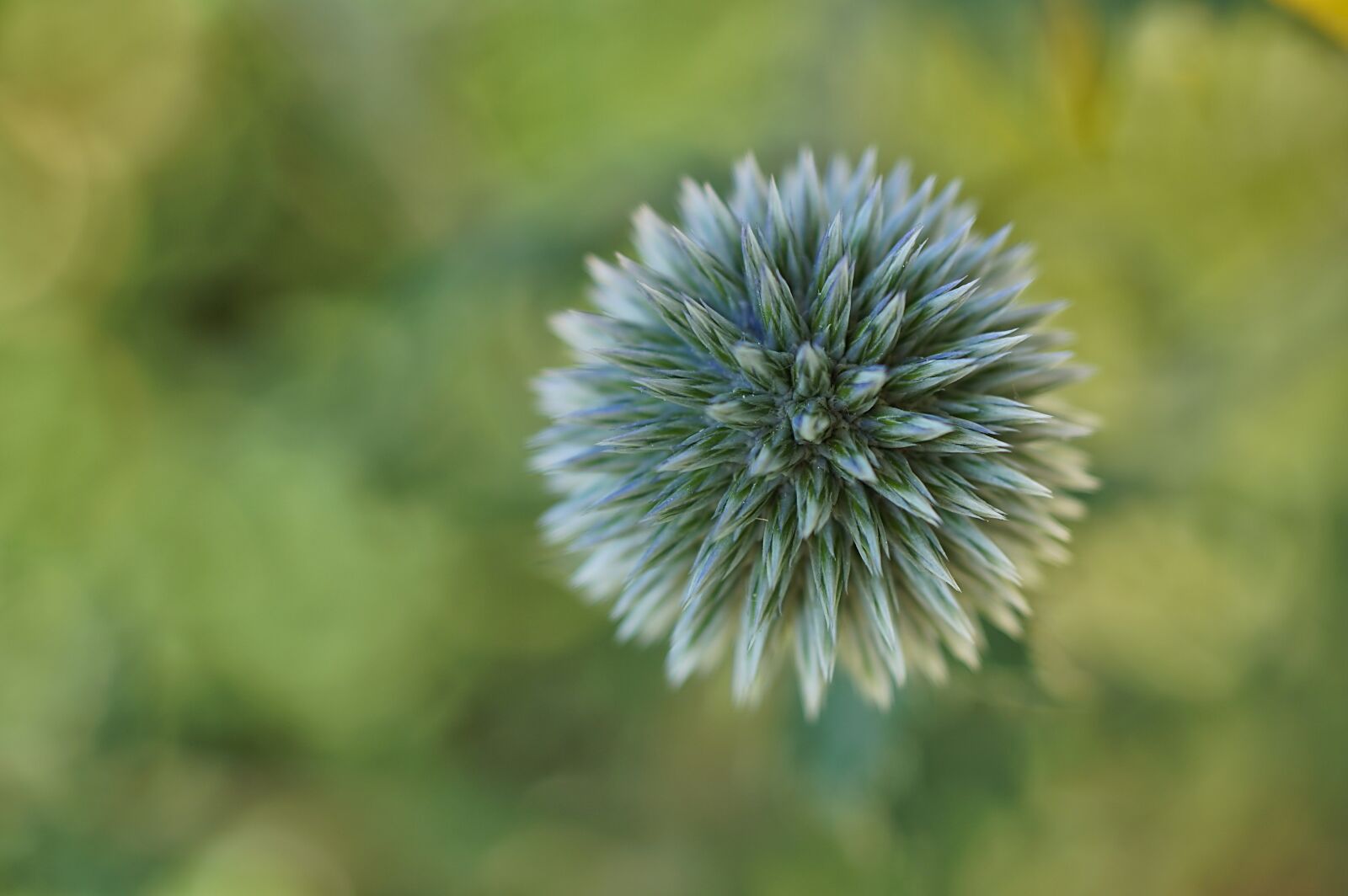 Sony 50mm F2.8 Macro sample photo. Thistle, ornamental thistle, prickly photography