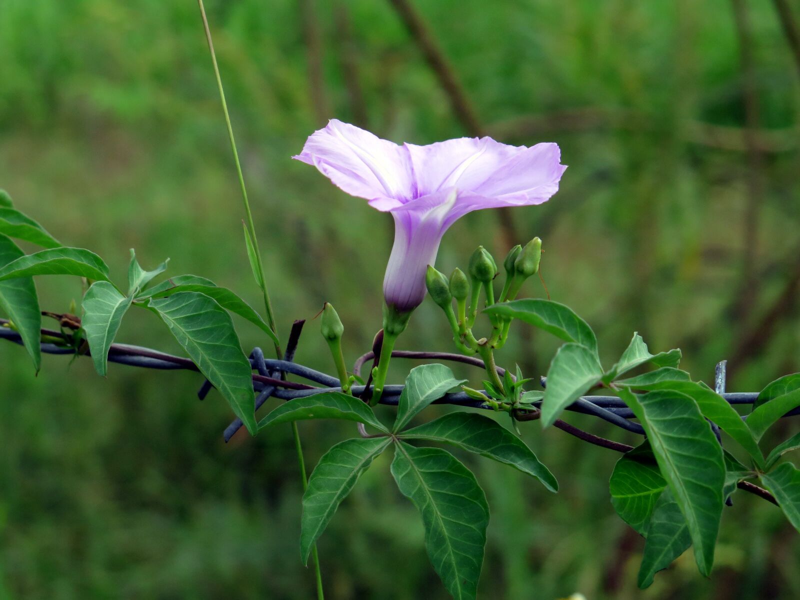 Canon PowerShot G16 sample photo. Flower, wildflowers, color flower photography