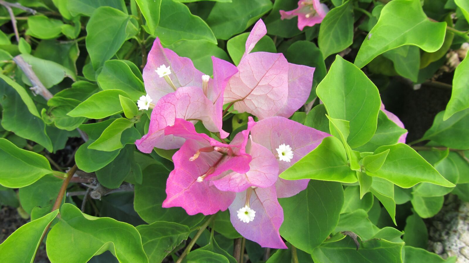 Canon PowerShot SX130 IS sample photo. Bougainvillea, hawaii, tropical photography