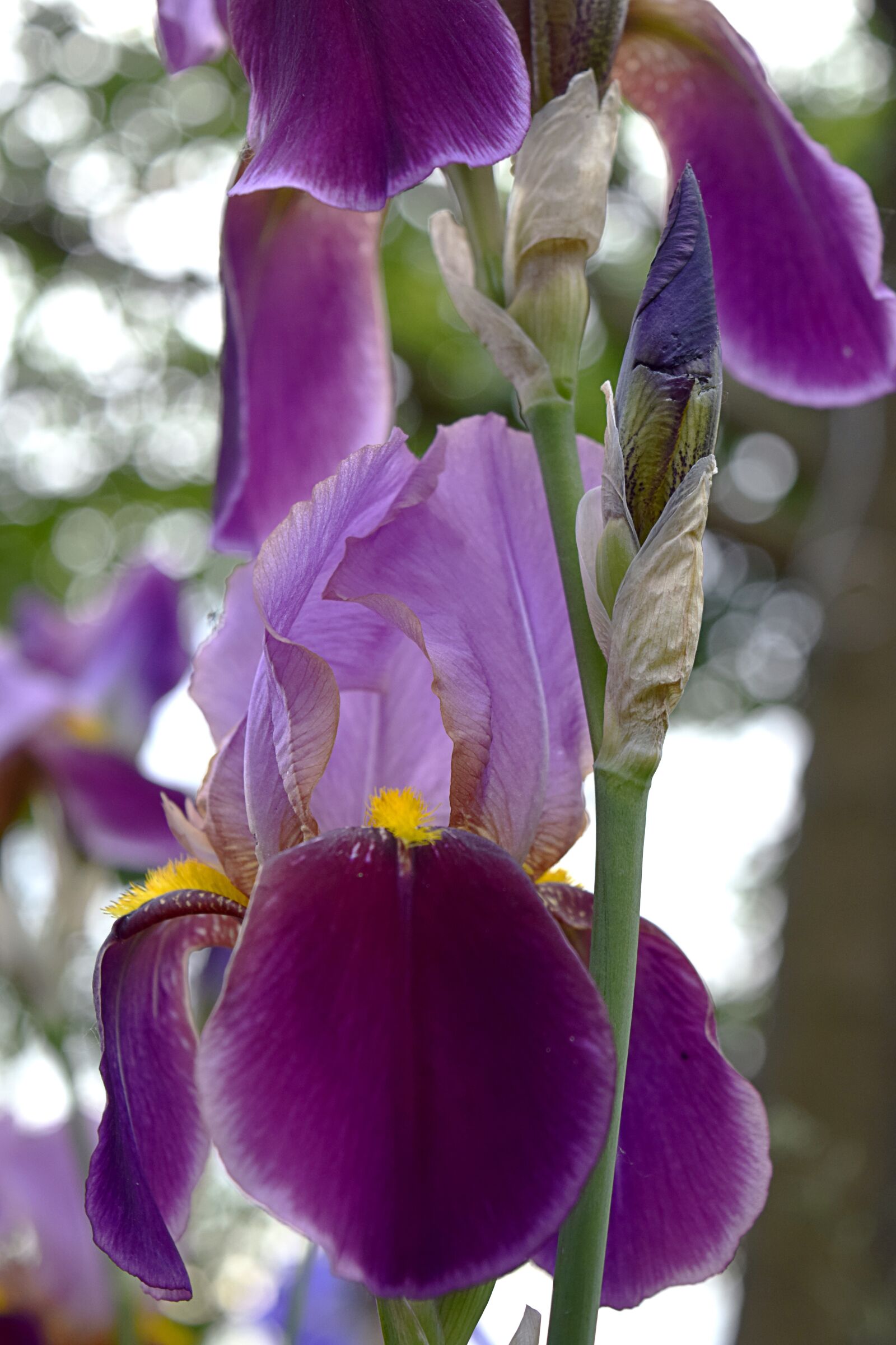 Nikon D5300 sample photo. Irises, flowers, purple photography