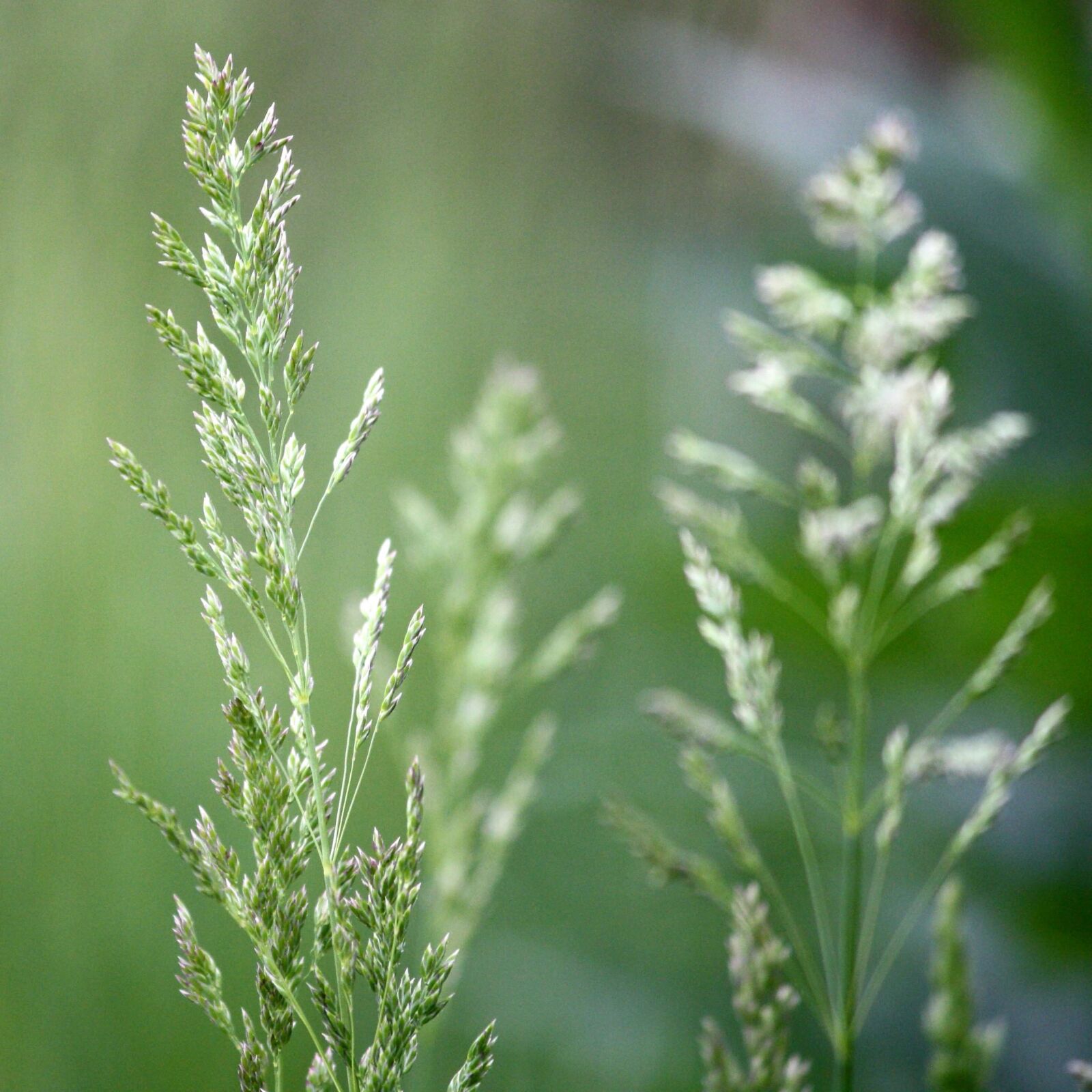 Canon EOS 1000D (EOS Digital Rebel XS / EOS Kiss F) + f/4-5.6 IS II sample photo. Grass, seed photography