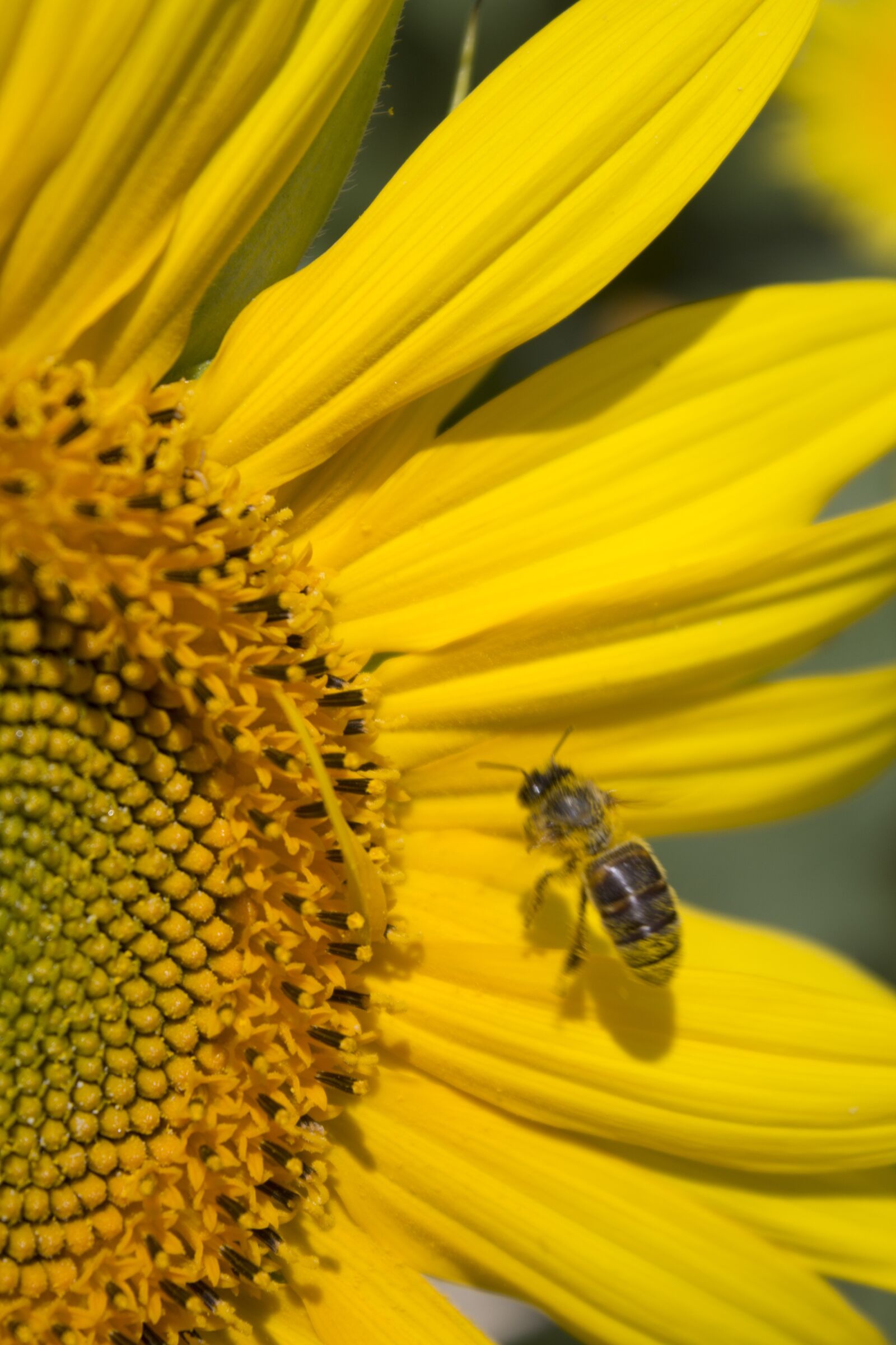 Canon EOS 1100D (EOS Rebel T3 / EOS Kiss X50) sample photo. Sunflower, summer, honey bee photography