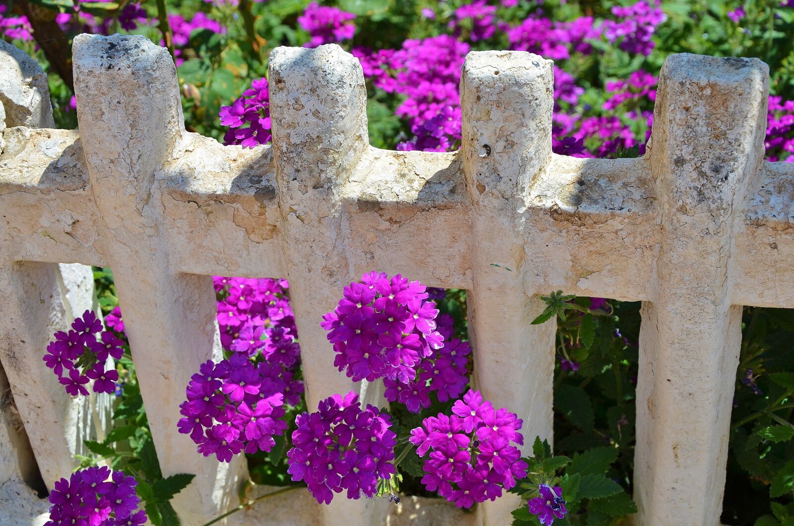 Nikon D7000 sample photo. Flower, spring, summer photography