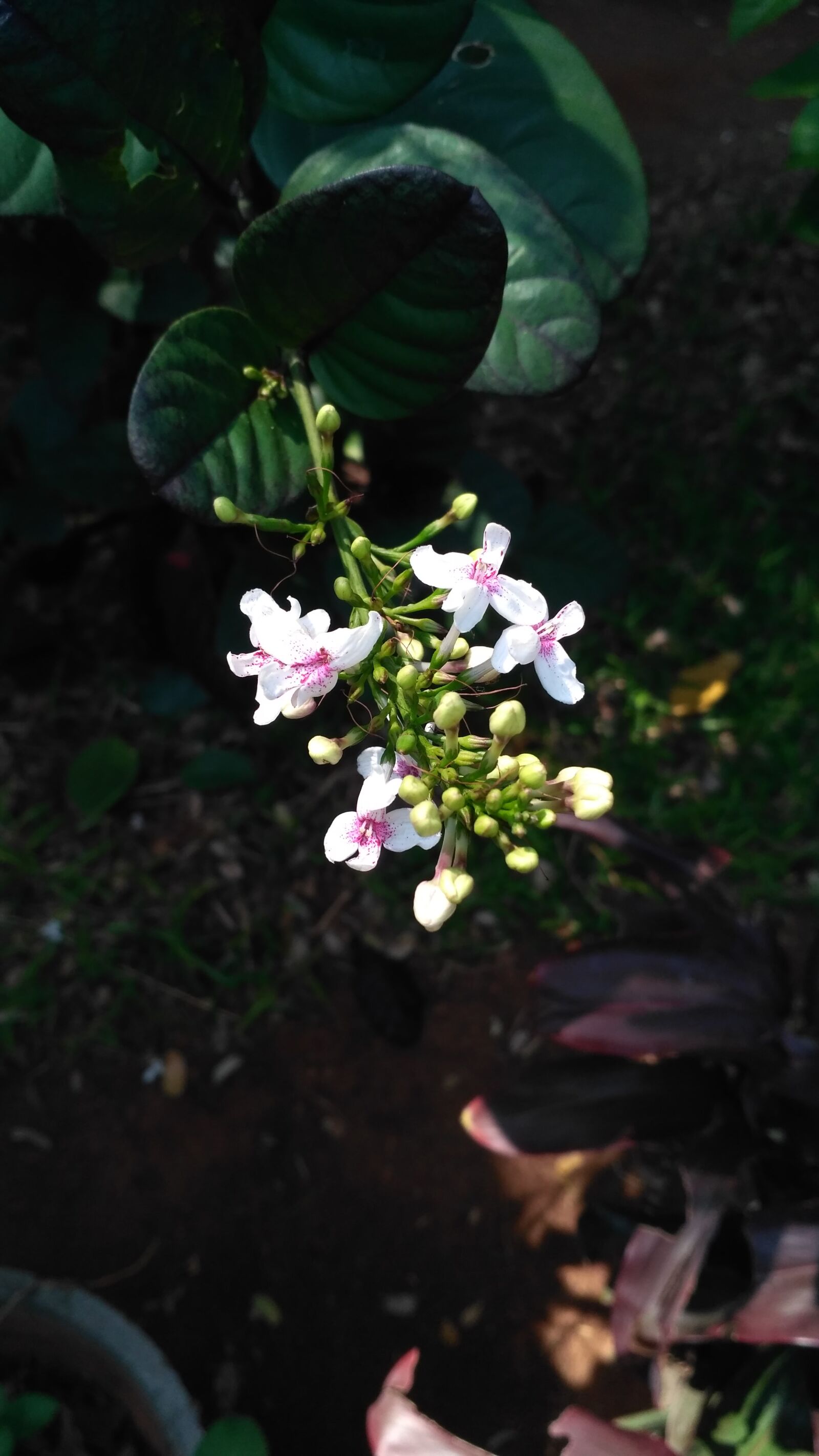 Xiaomi Redmi 3S sample photo. Muthu, pinky, xomox photography