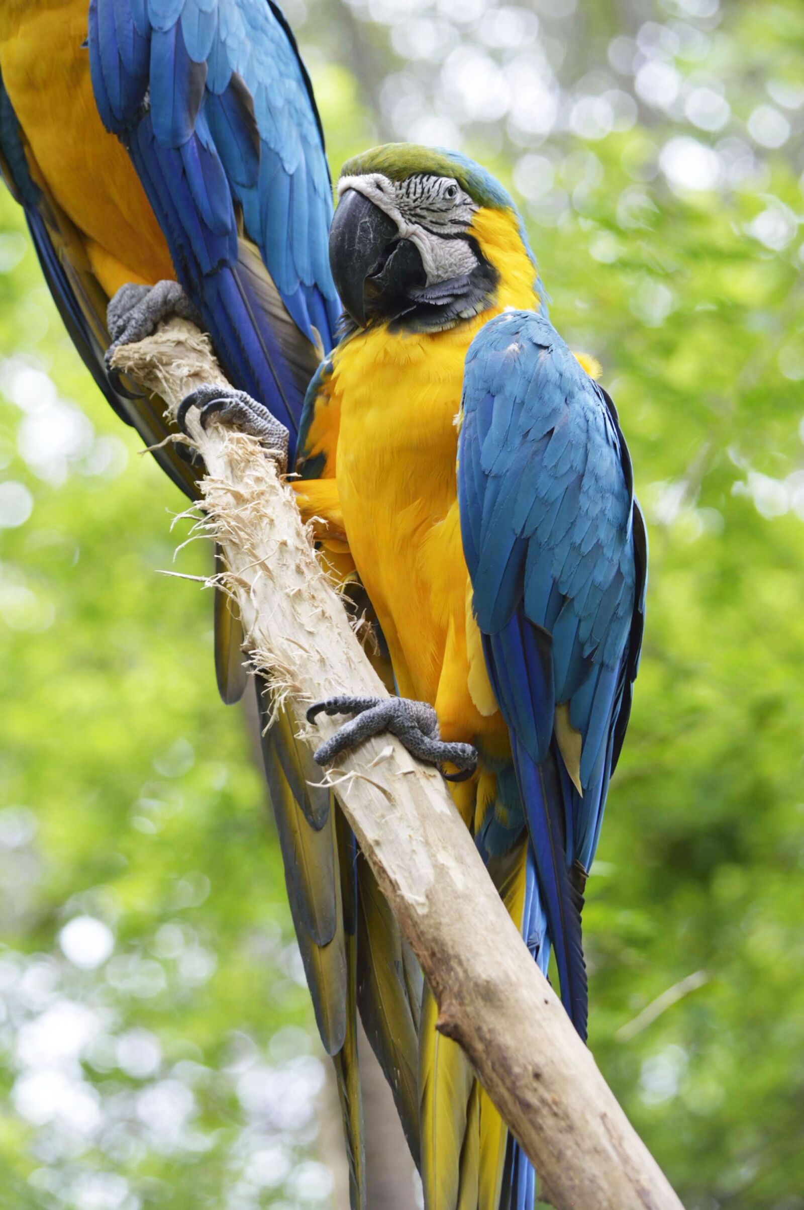 Nikon D3200 sample photo. Parrot, macaw, blue photography