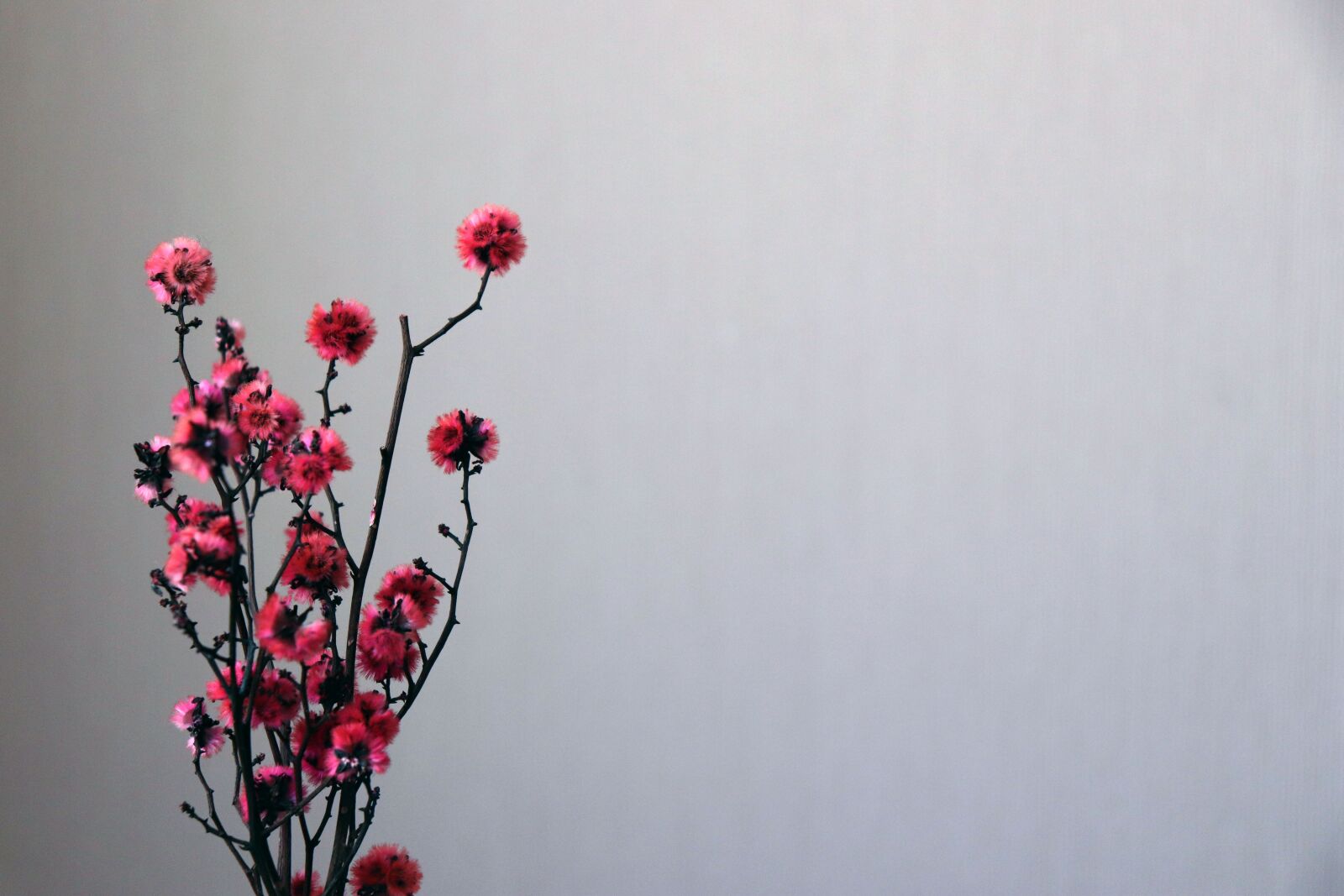 Canon EOS 200D (EOS Rebel SL2 / EOS Kiss X9) sample photo. Flowers, flower, background photography