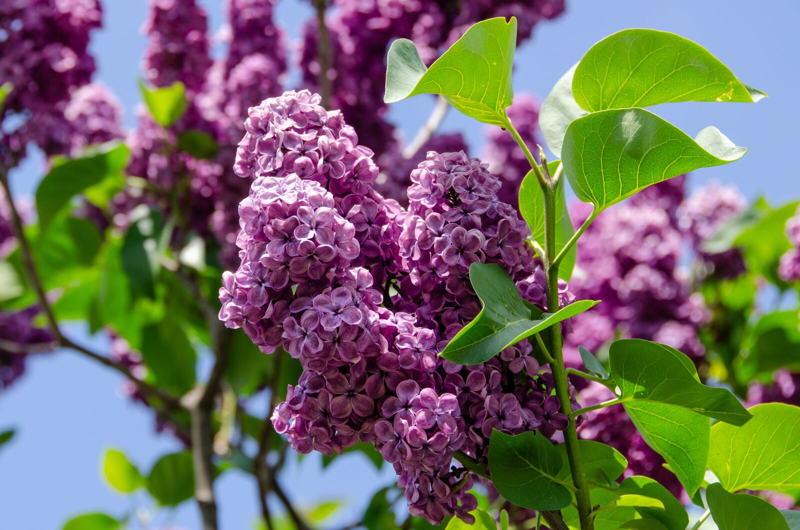 Nikon D7000 sample photo. Lilac, spring, fragrance photography