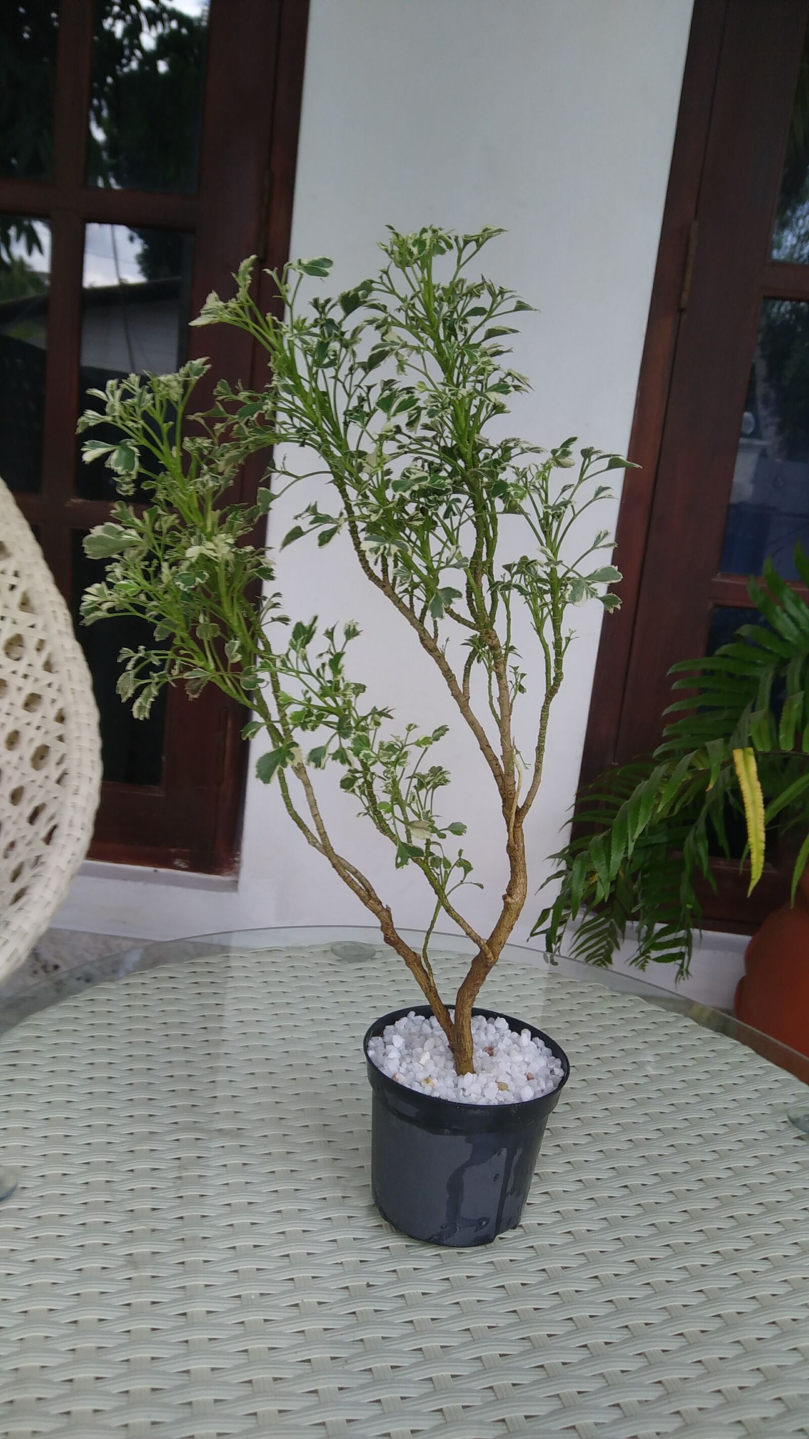 LG K535 sample photo. Small, indoor, plants photography