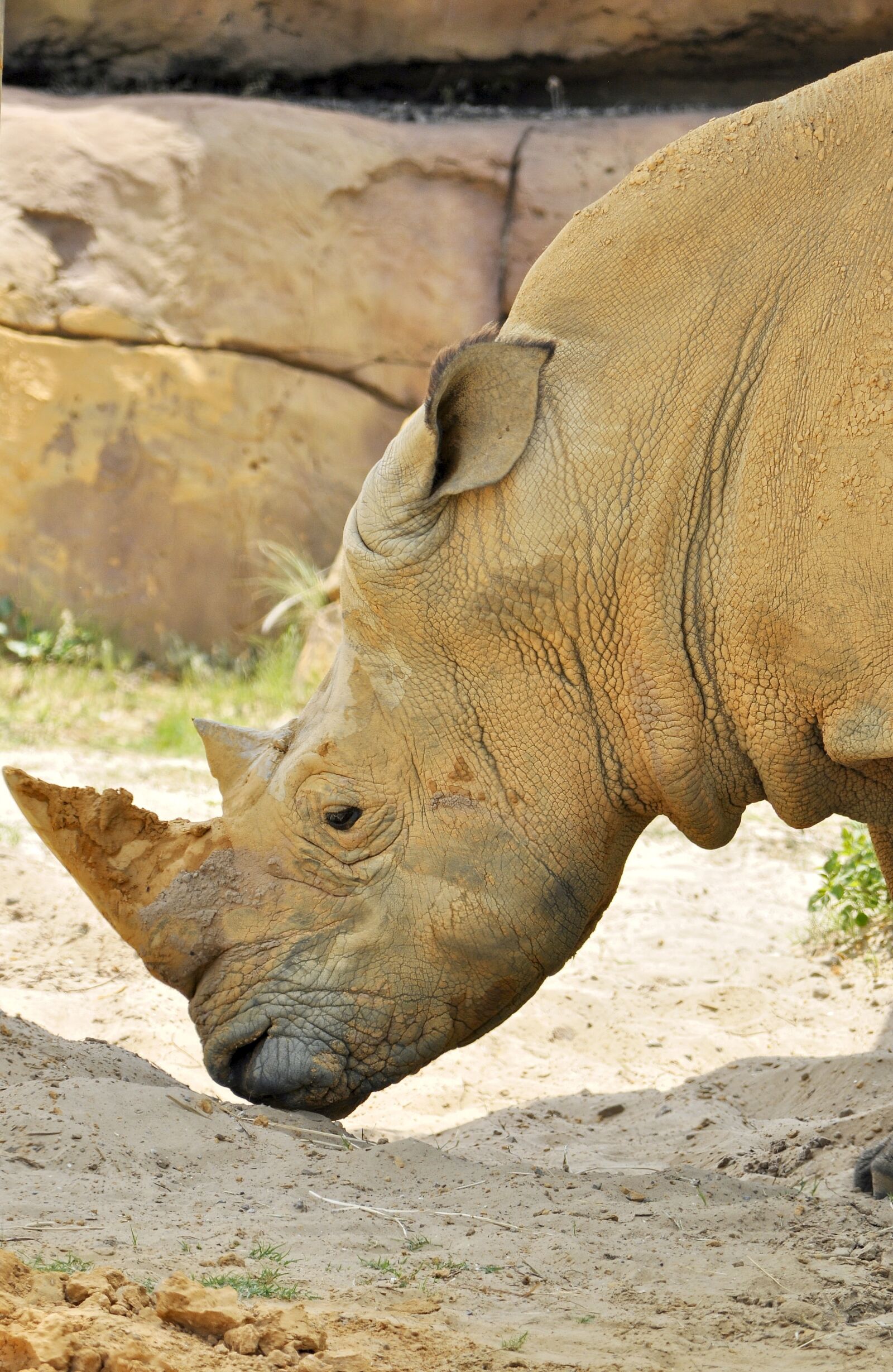 Nikon D5000 sample photo. Rhino, horn, animal photography