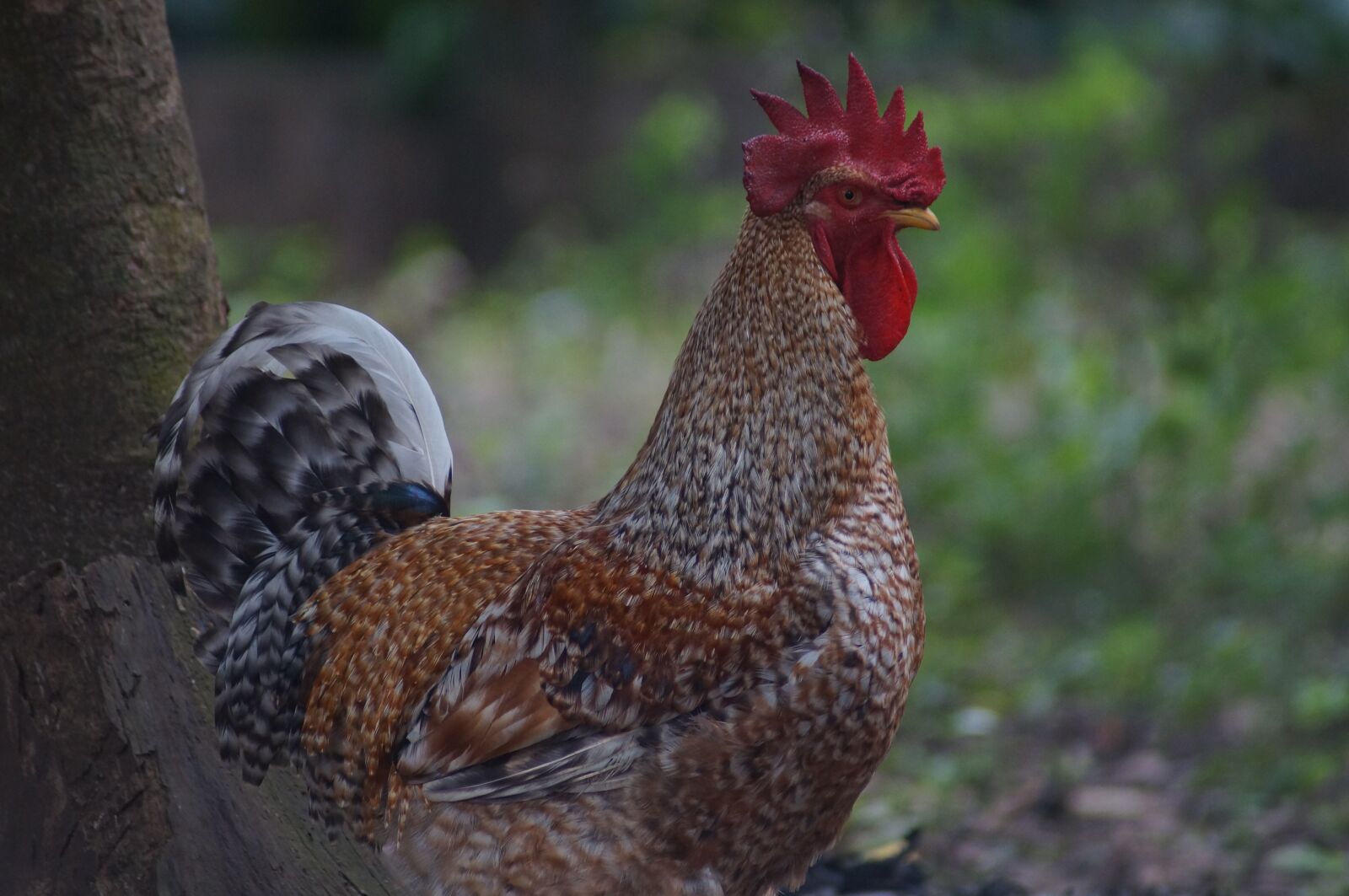 Sony SLT-A37 sample photo. Pen, ave, hen photography