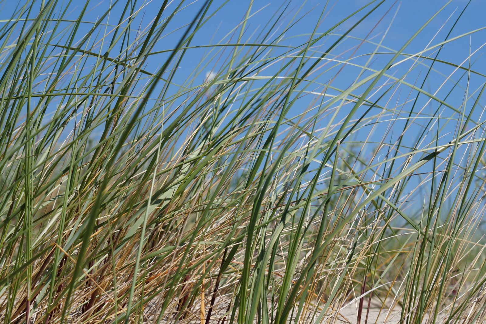 Sony SLT-A58 + Sony DT 55-200mm F4-5.6 SAM sample photo. Beach, green, coast photography