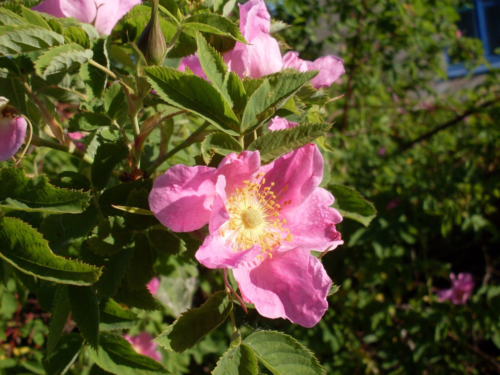 Samsung KENOX S860  / Samsung S860 sample photo. Morning, pink, rose hip photography
