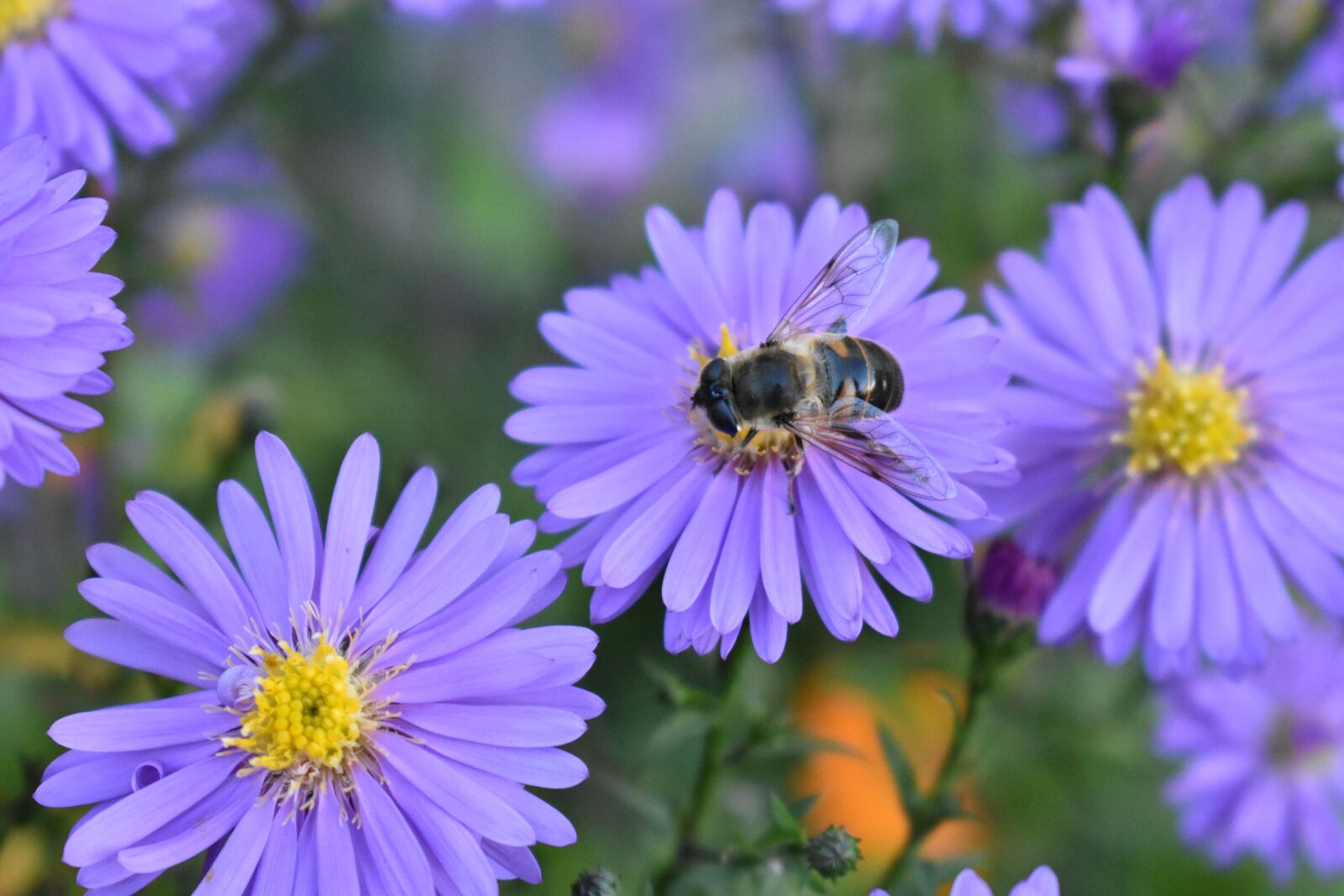 Nikon D3400 sample photo. Santbrink, astra, novoblogika photography