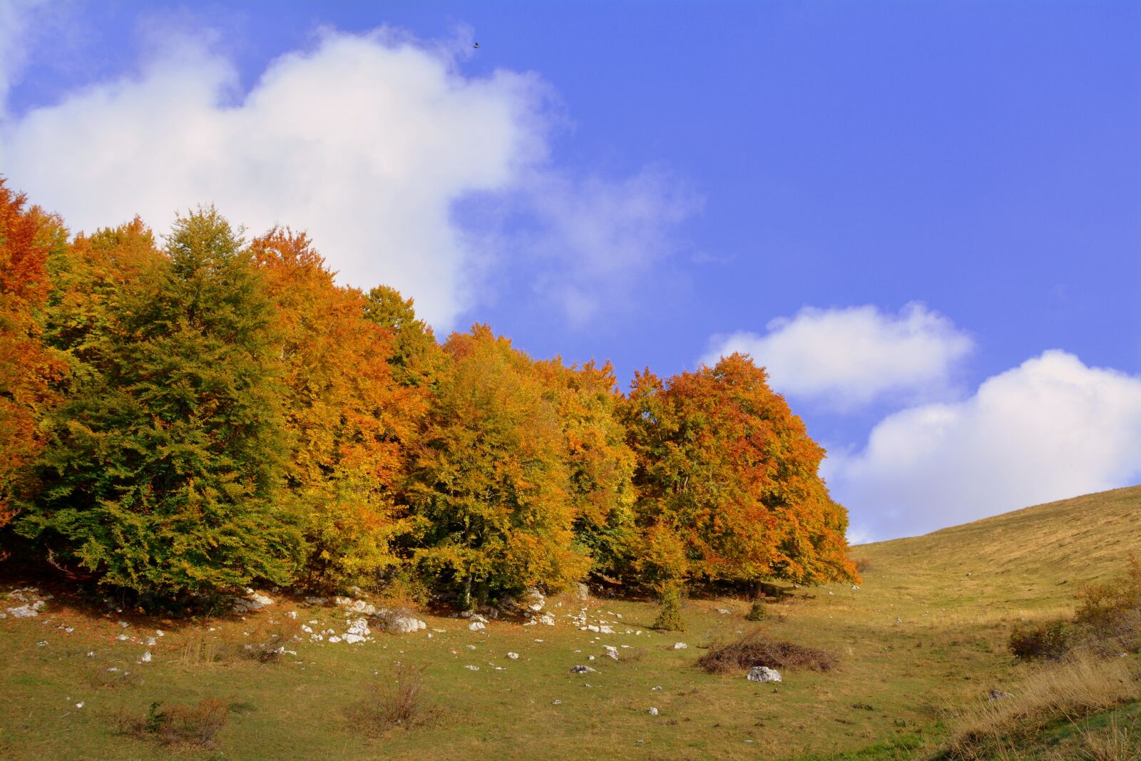 Nikon D7100 sample photo. Excursion, trees, autumn photography