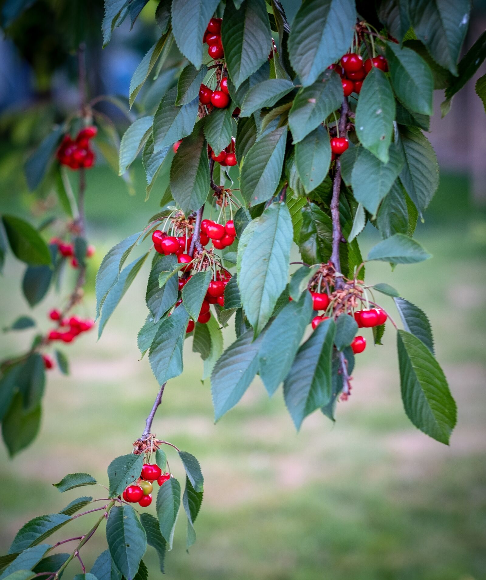 Fujifilm X-T2 + Fujifilm XF 56mm F1.2 R sample photo. Cherries, cherry tree, leaves photography