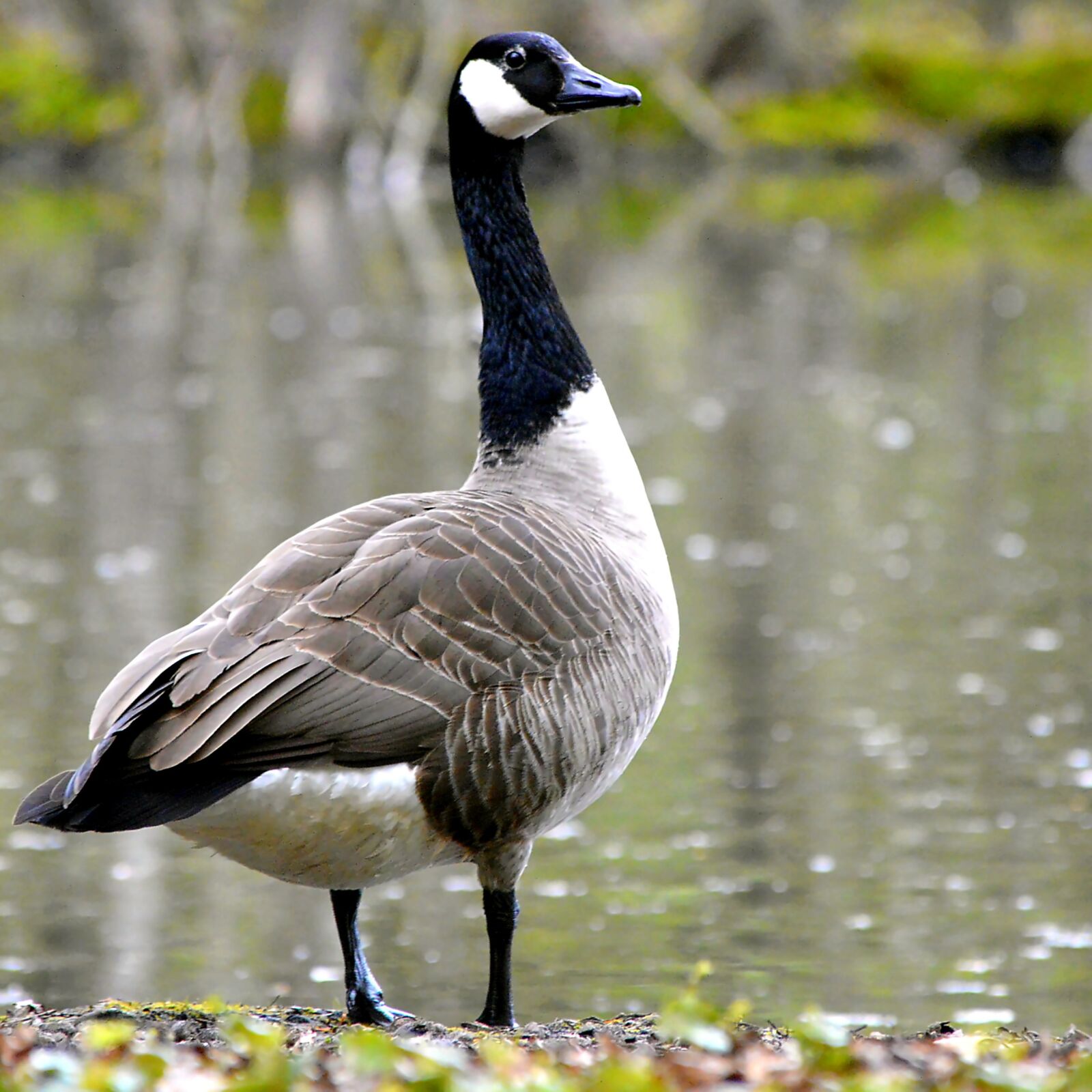 Nikon D3200 sample photo. Canada goose, water bird photography