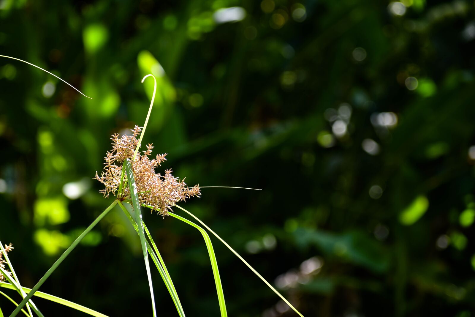 Nikon D5500 sample photo. Plant, nature, green photography