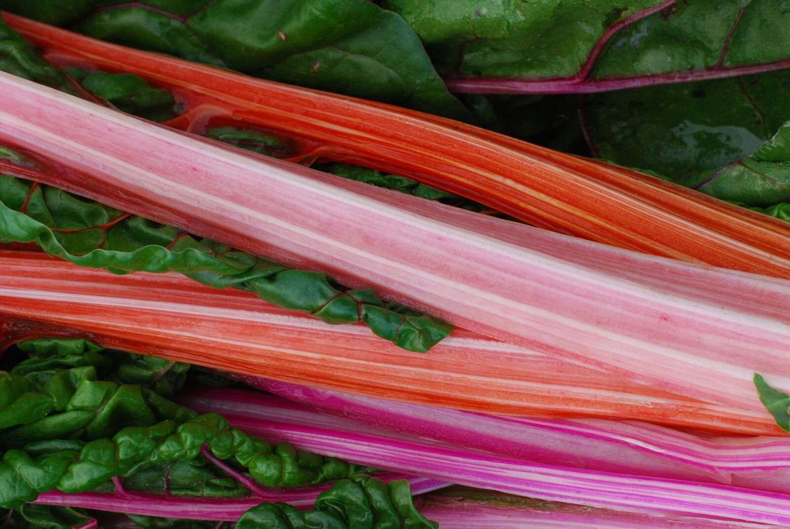 Nikon D40X sample photo. Rhubarb, bunch of rhubarb photography