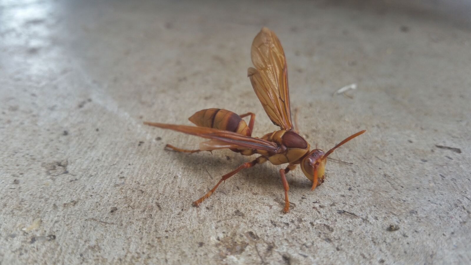 Samsung Galaxy Note4 sample photo. Nature, insect, outdoors photography