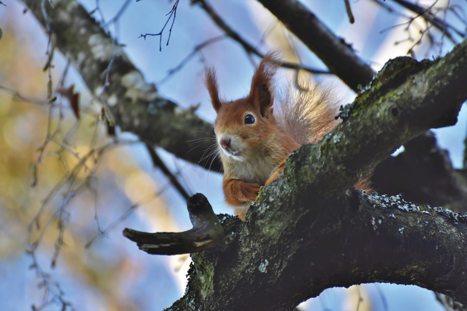 Nikon D7200 sample photo. Squirrel, verifiable kitten, rodent photography