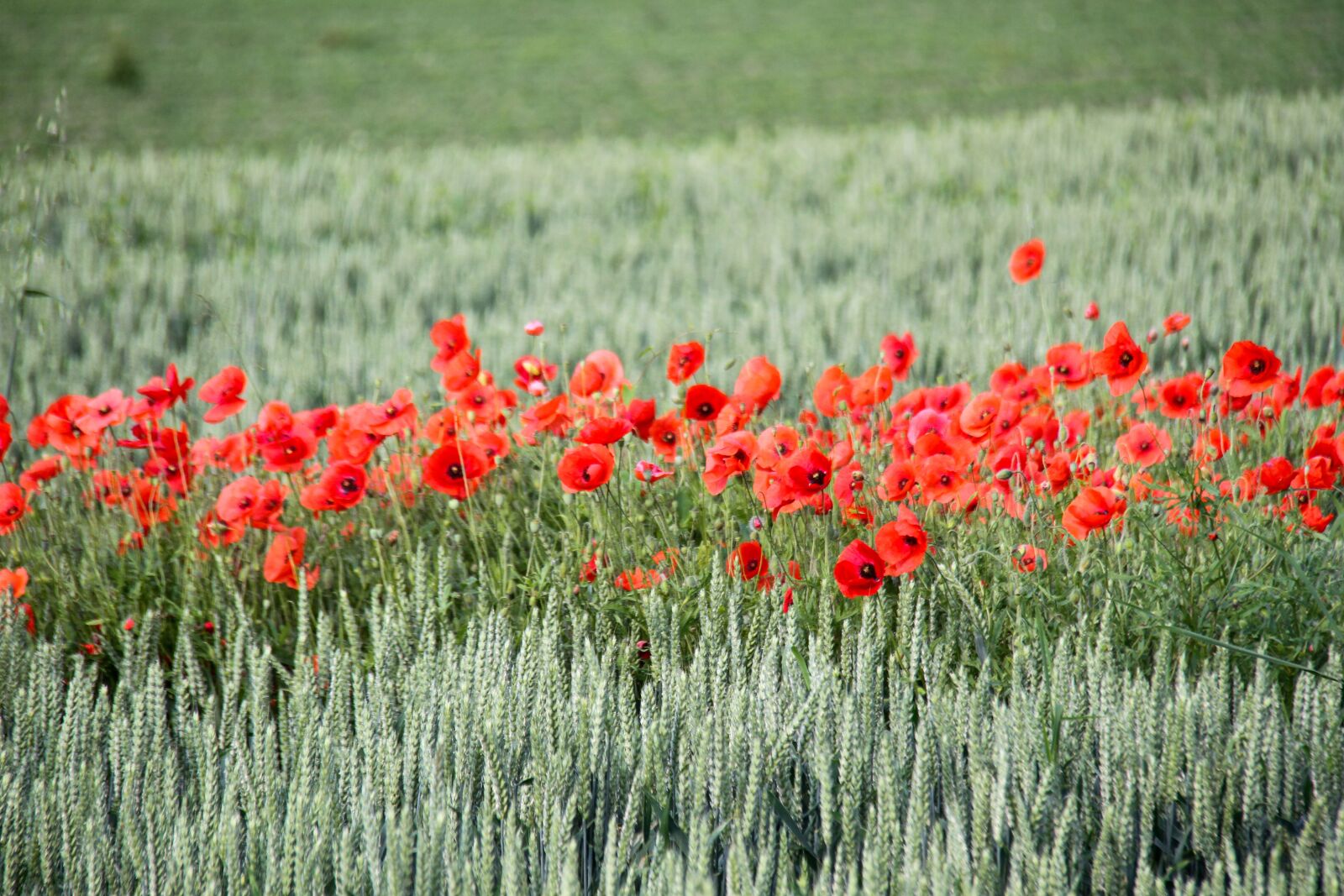 Canon EOS 7D + Canon EF-S 18-200mm F3.5-5.6 IS sample photo. Poppy, red, flower photography