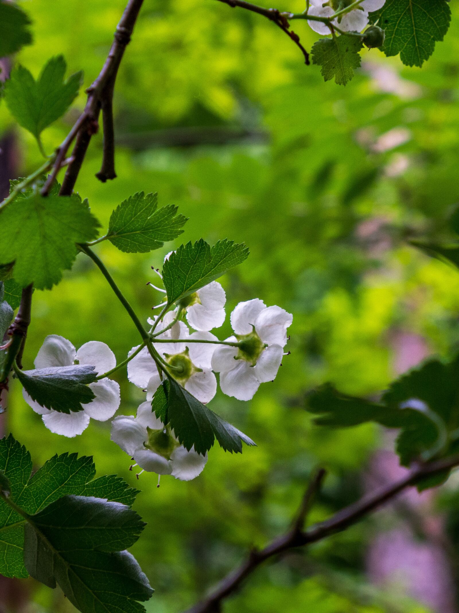 Olympus OM-D E-M10 III sample photo. Flower, tree, bush photography