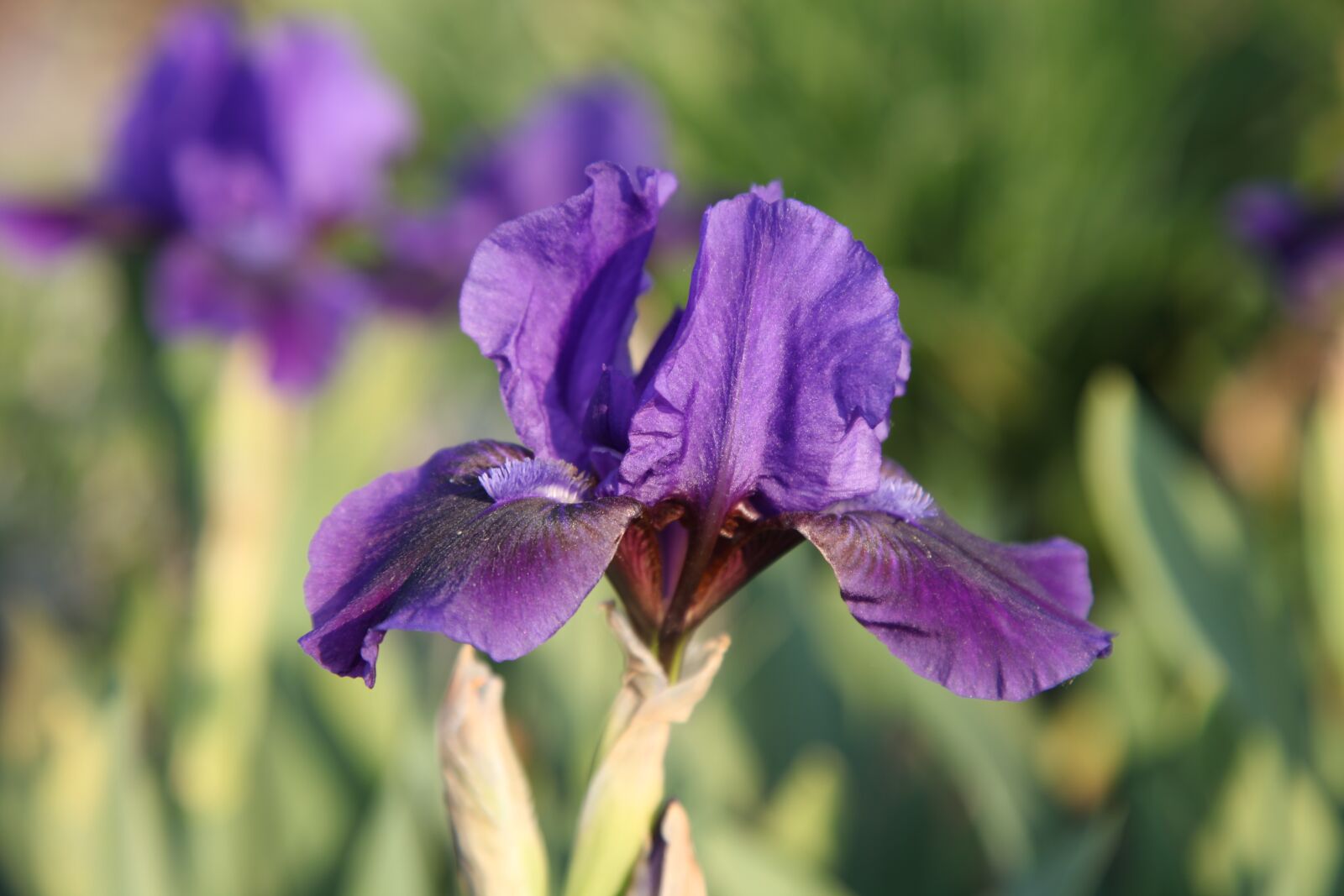 Canon EOS 5D Mark II sample photo. Flower, summer, purple photography