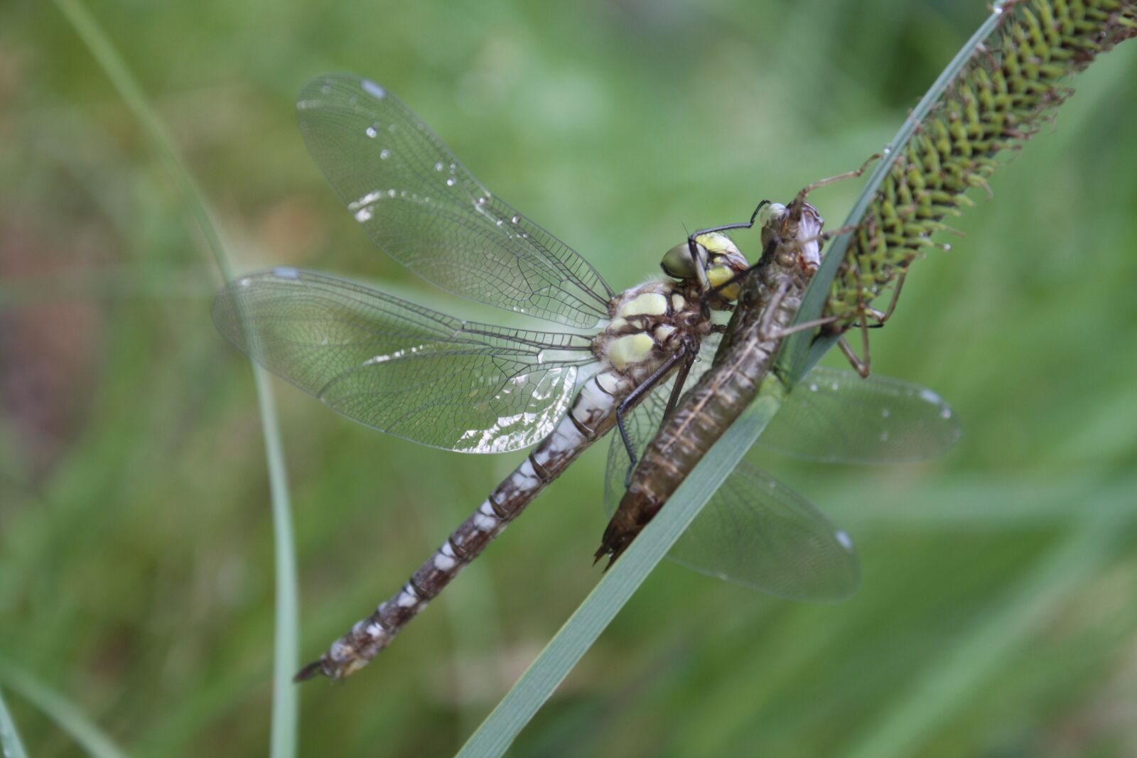 Canon EOS 450D (EOS Rebel XSi / EOS Kiss X2) sample photo. Dragonfly, dragonflies, aeshna photography