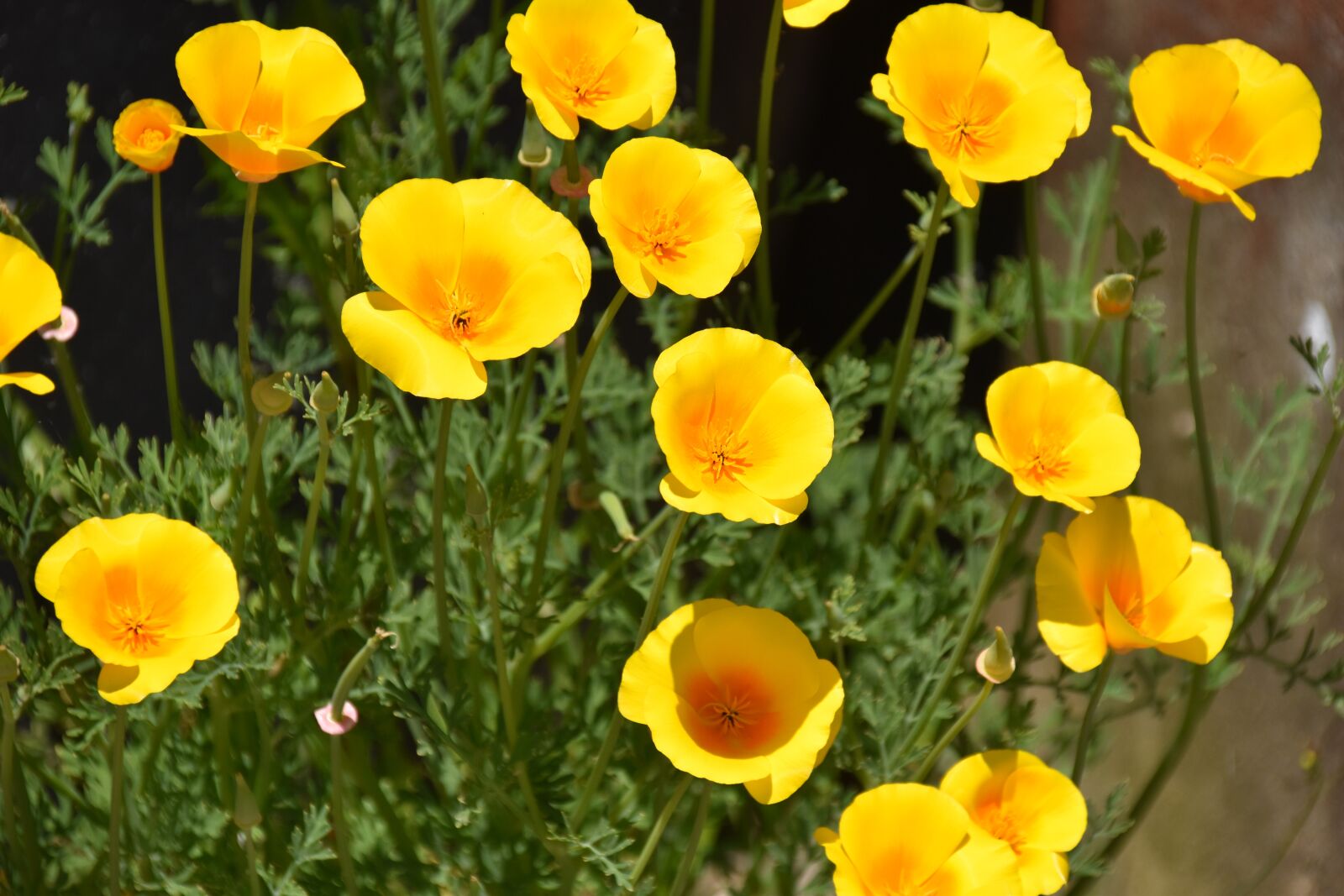Nikon D5600 sample photo. Flower, flower color yellow photography