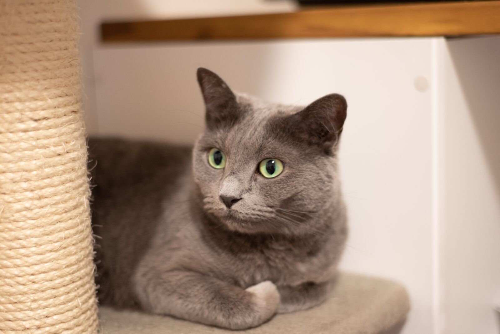 Nikon D750 sample photo. Cat, animal, recreation photography