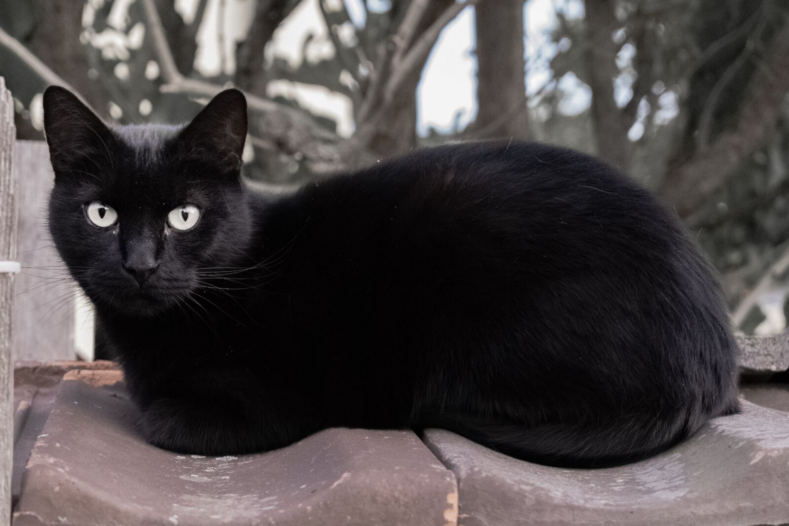 Nikon D5300 sample photo. Cat, black, animal photography