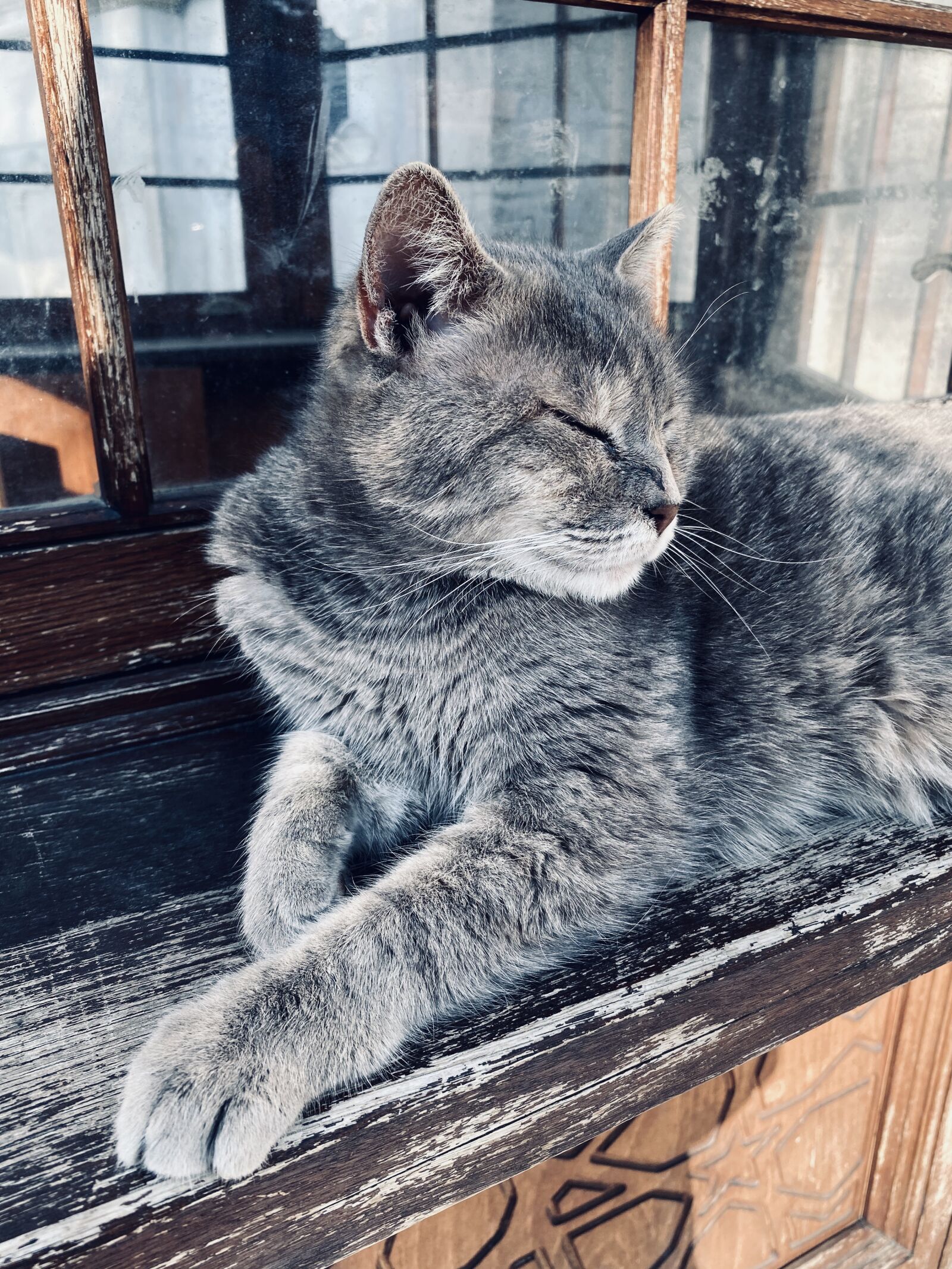 Apple iPhone 11 sample photo. Cat lovers, cat, animal photography