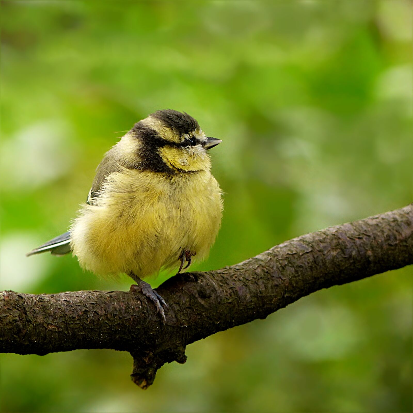 Panasonic Lumix DMC-FZ200 sample photo. Bird, tit, blue tit photography