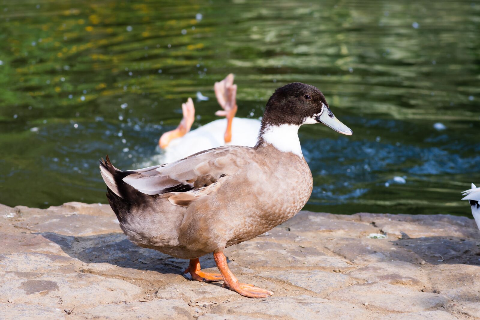 Nikon D7200 sample photo. Water, lake, nature photography