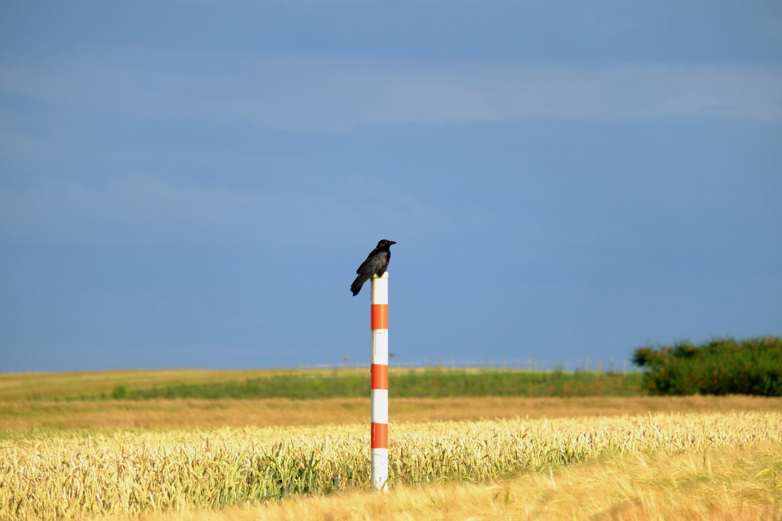 Fujifilm X-E1 sample photo. Crow, bird, raven bird photography
