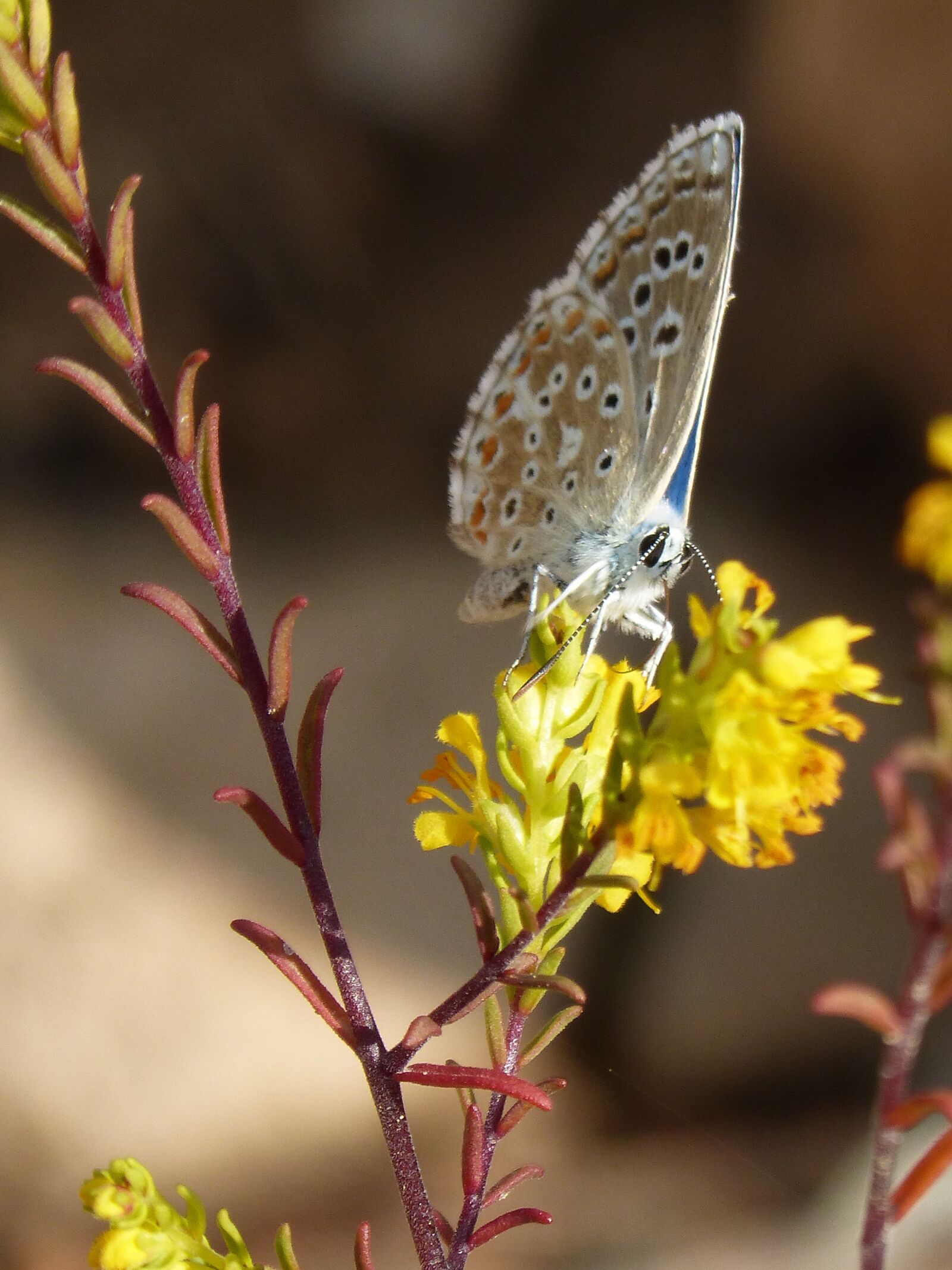 Panasonic DMC-FZ62 sample photo. Blue butterfly, polyommatus icarus photography