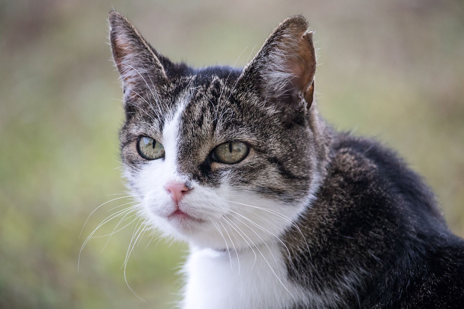 Canon EF-S 55-250mm F4-5.6 IS STM sample photo. Cat, domestic cat, animal photography