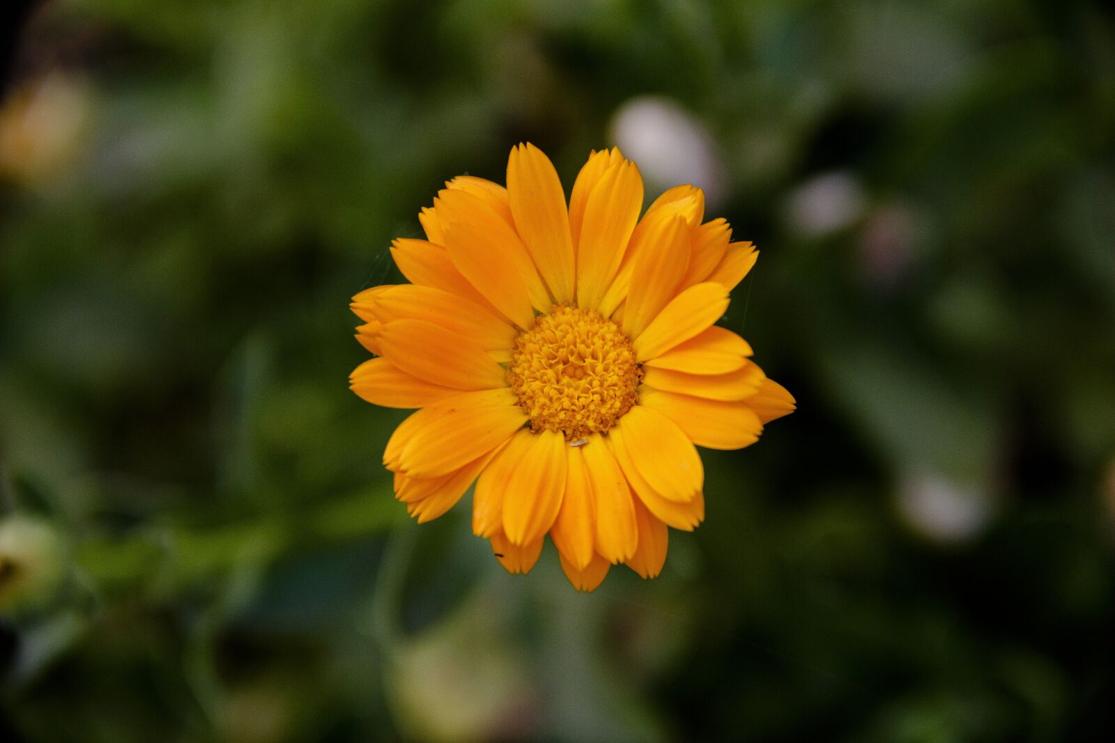 Canon EOS 650D (EOS Rebel T4i / EOS Kiss X6i) sample photo. Orange, flower, bloom photography