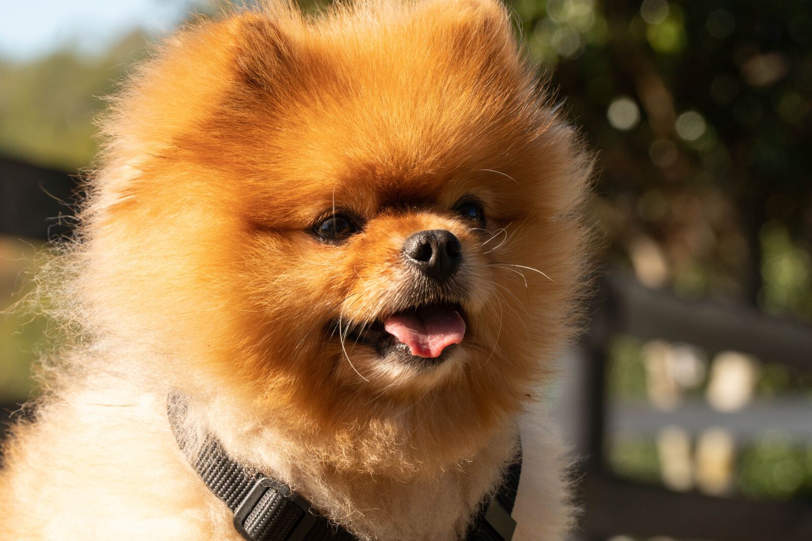 Sony a6500 + Sony E PZ 18-105mm F4 G OSS sample photo. Happy dog, cute dog photography