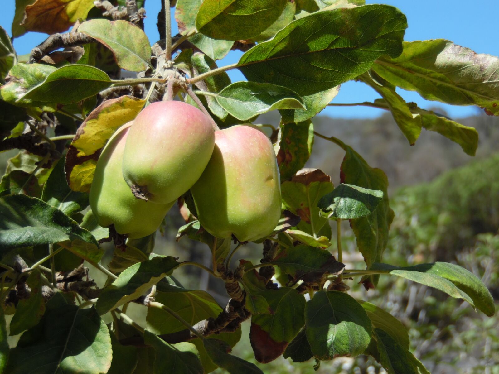 Samsung WB1100F/WB1101F/WB1102F sample photo. Apples, harvest, tree photography