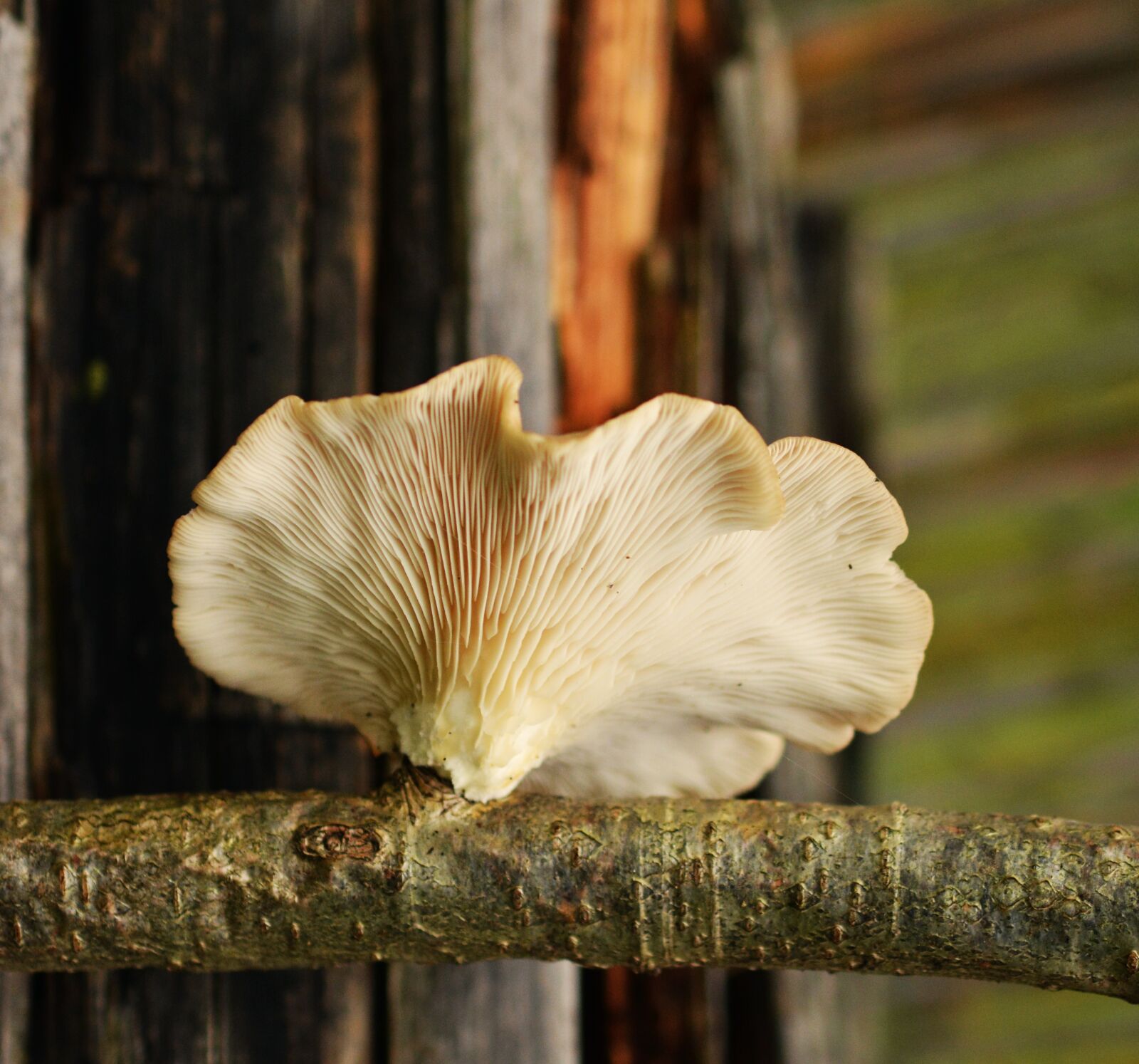 Nikon D5200 sample photo. Tree fungus, mushroom, mushrooms photography