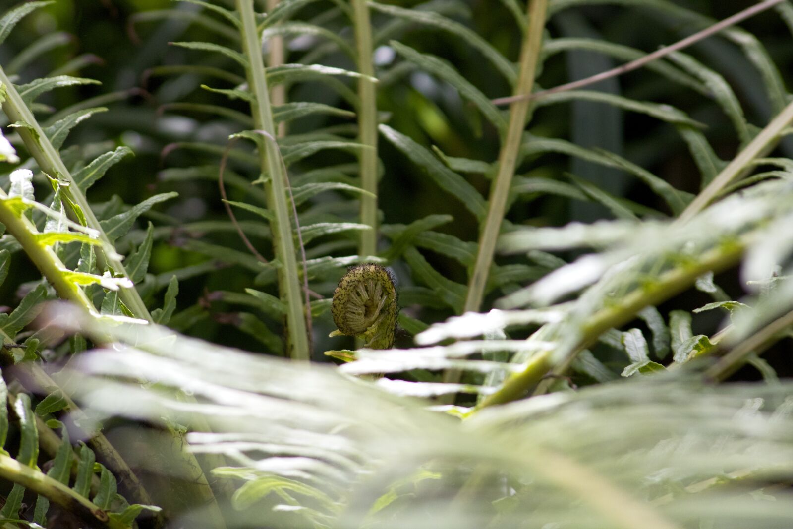 Canon EOS 750D (EOS Rebel T6i / EOS Kiss X8i) sample photo. Stem, flora, floral photography