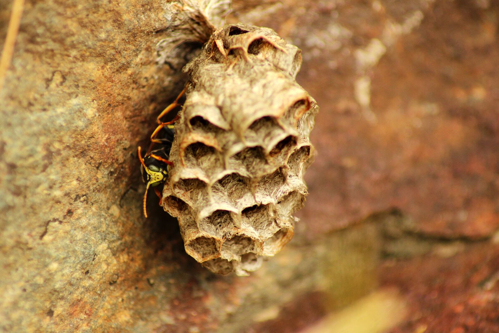 Canon EOS 600D (Rebel EOS T3i / EOS Kiss X5) sample photo. Insects, wasp, animals photography