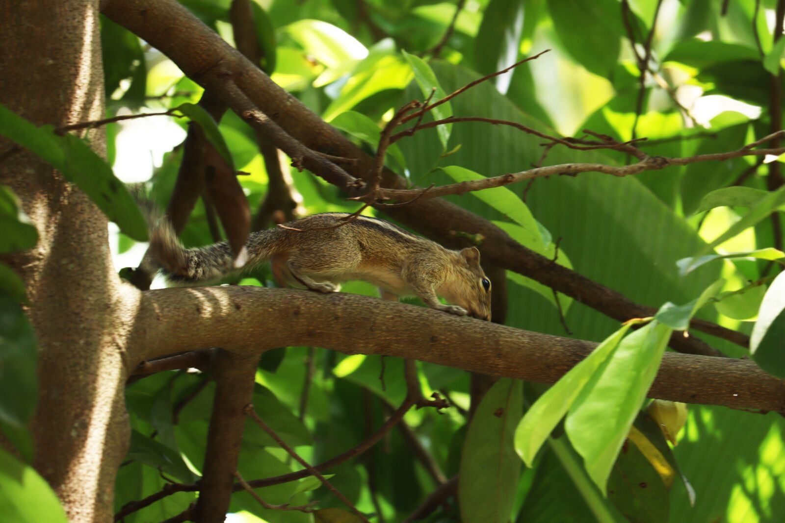 Canon EOS 250D (EOS Rebel SL3 / EOS Kiss X10 / EOS 200D II) sample photo. Squirrel, kerala, green photography